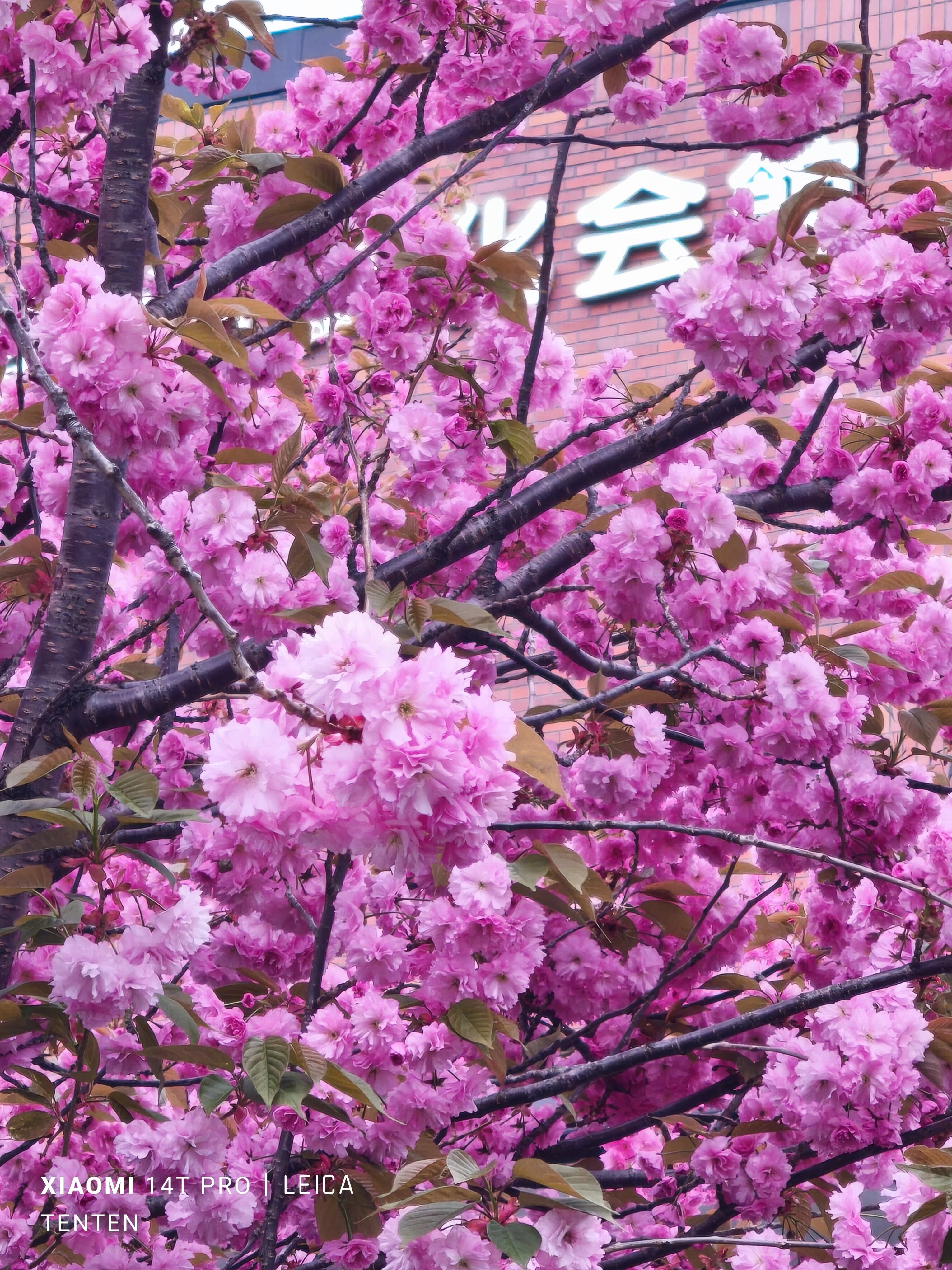 大通公園の木蓮と札幌市教育文化会館の八重桜（2025年5月11日