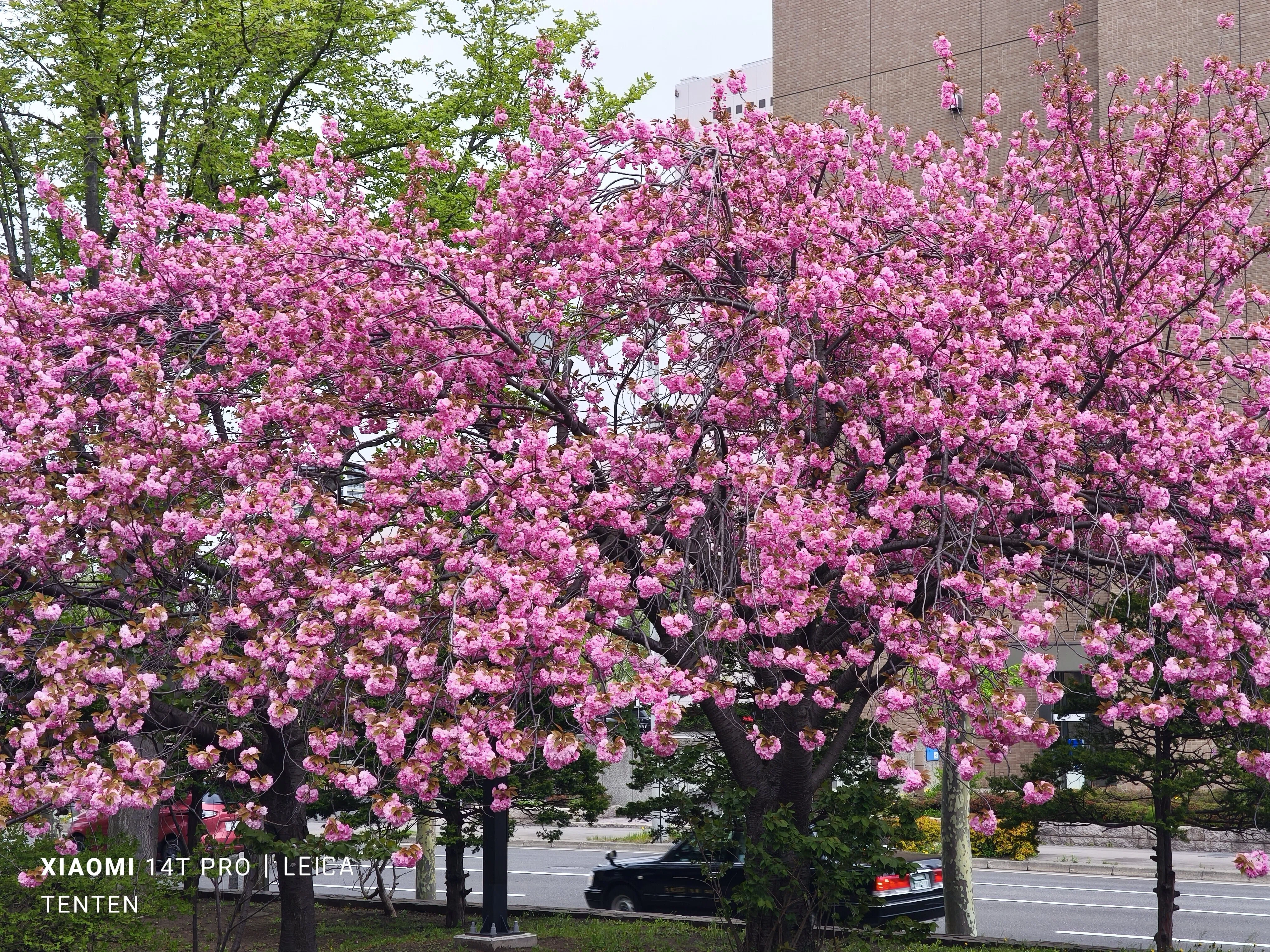 大通公園の木蓮と札幌市教育文化会館の八重桜（2025年5月11日