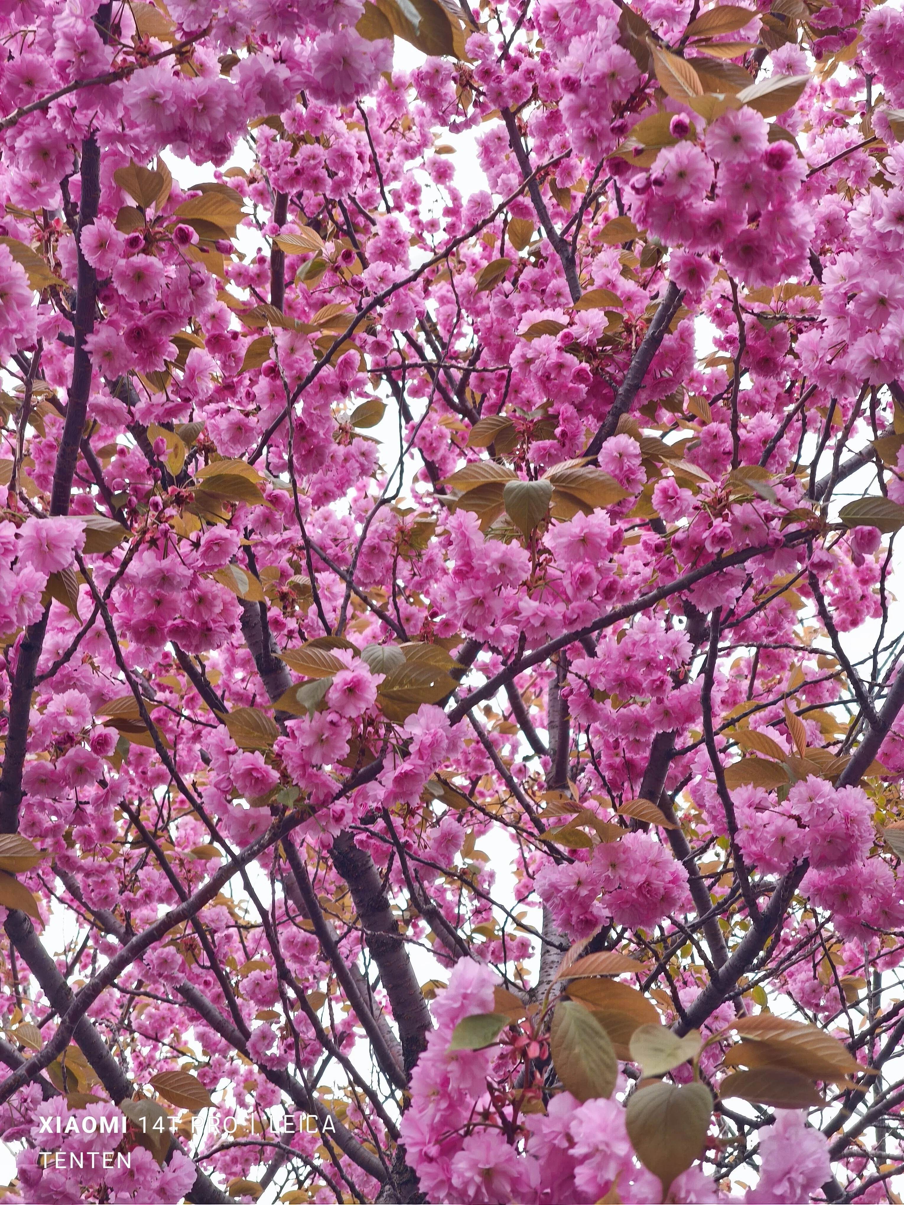 大通公園の木蓮と札幌市教育文化会館の八重桜（2025年5月11日