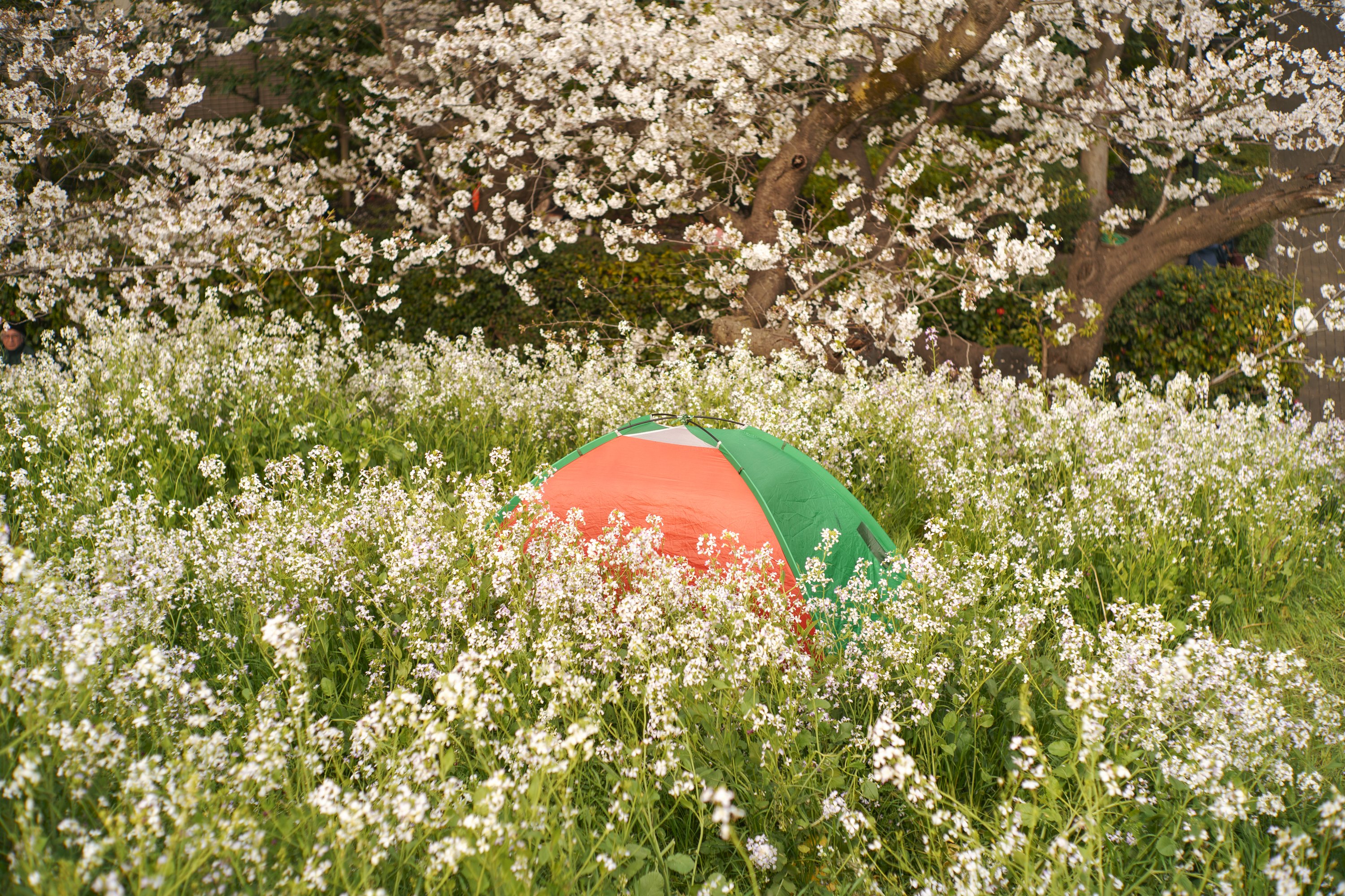 お歳暮 最近の写真たち - Uehara 2025.04｜Yasuhiro カメラ、ビデオ