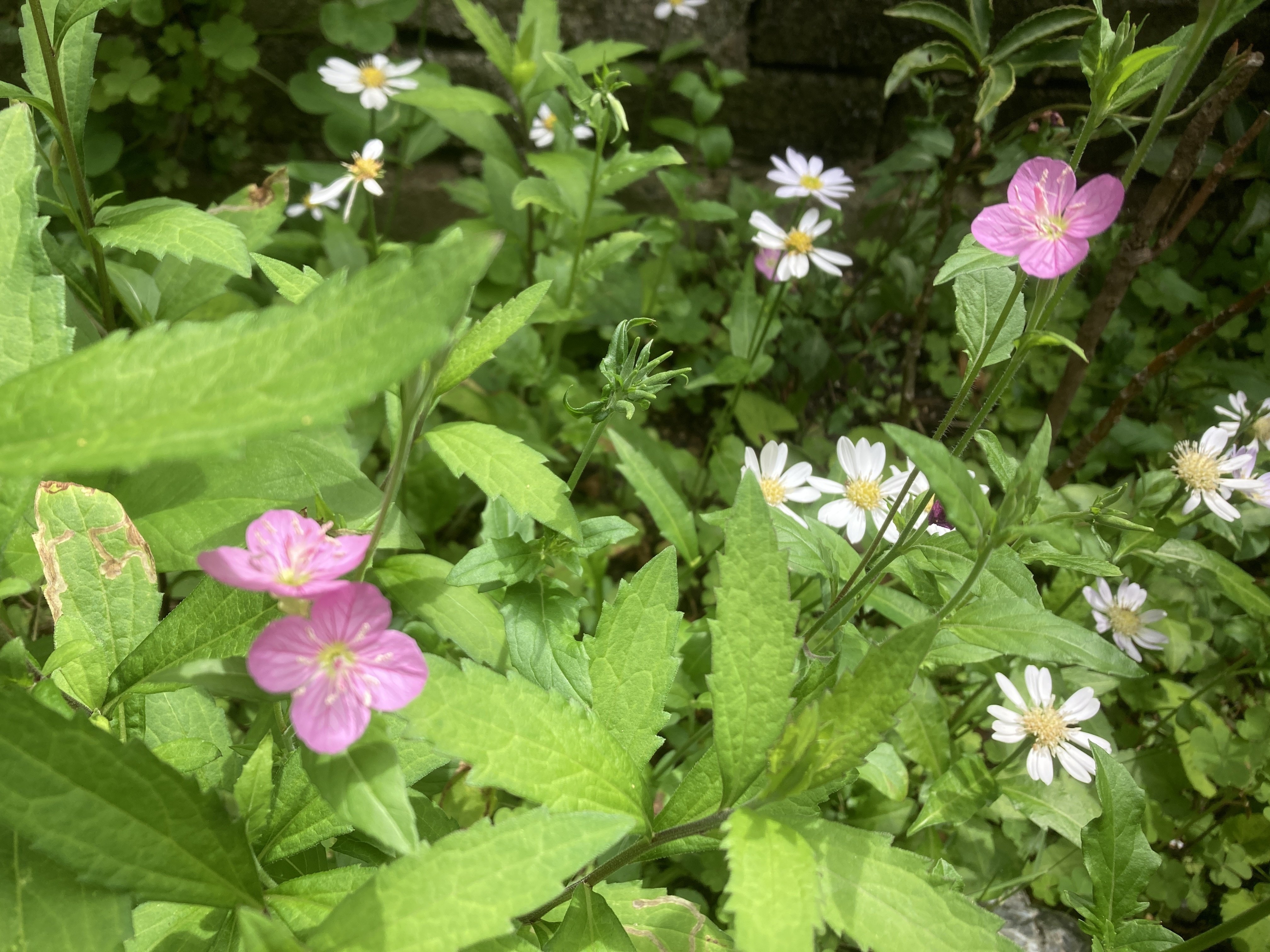 昼に咲く花 夕べに咲く花｜のりこの シックスリッチ