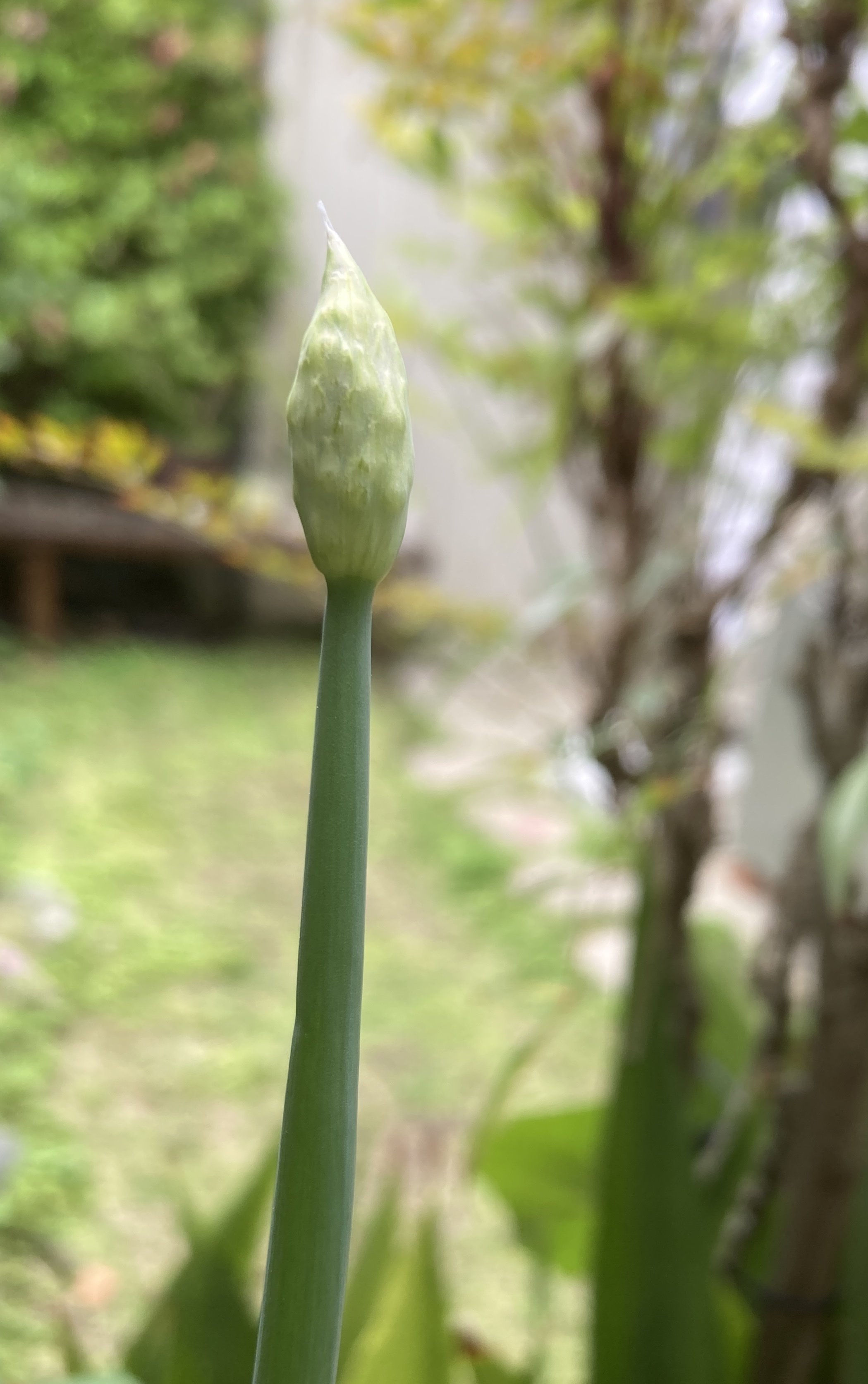 空にさく花 透明に咲く サンカヨウのブローチ｜6月21日の誕生花 ギフト