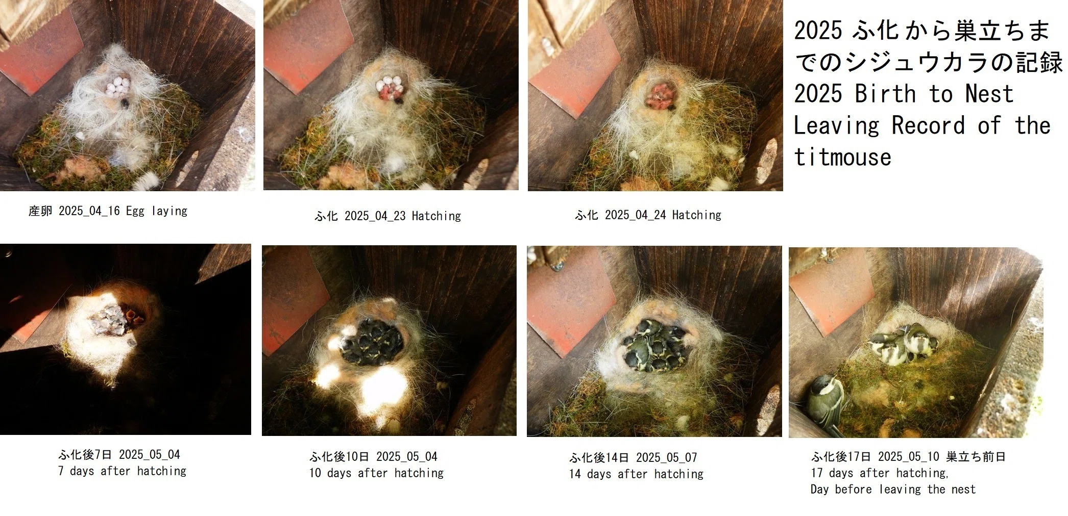 シジュウカラの巣立ち Titmice leaving the nest｜釜本 ニ / Karl T