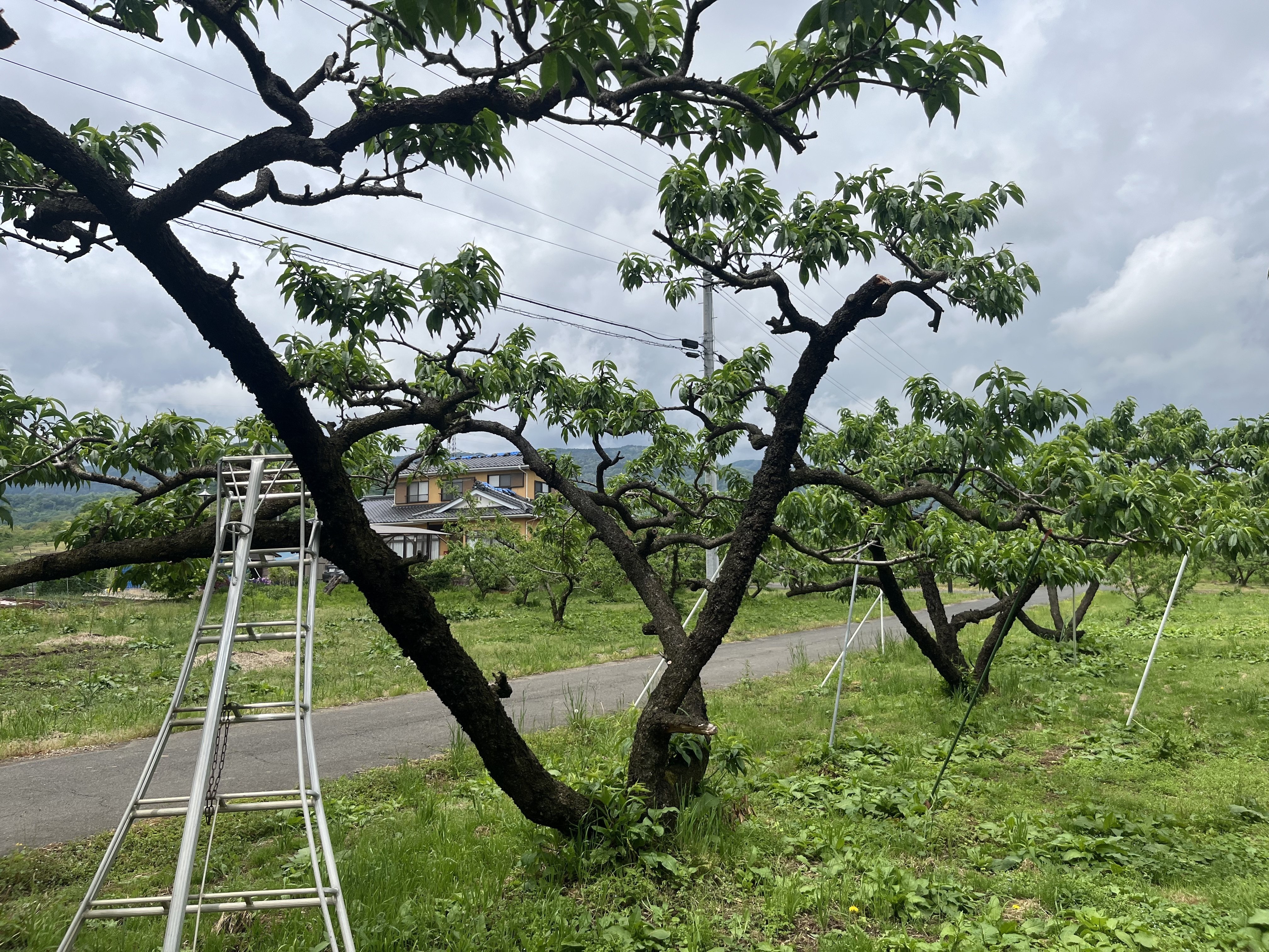 桃の木 桃の若木での仕立て作業 3〜4本の主枝を選び、それぞれ40〜60度程度に
