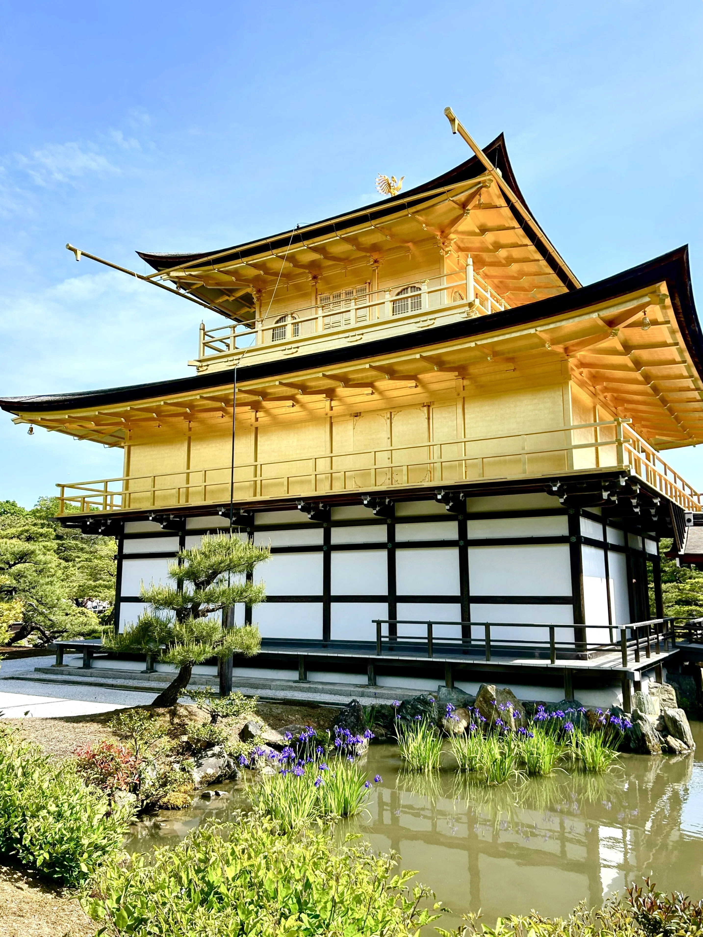青紫色のカキツバタも見頃を迎えた金閣寺♪｜雅京都観光