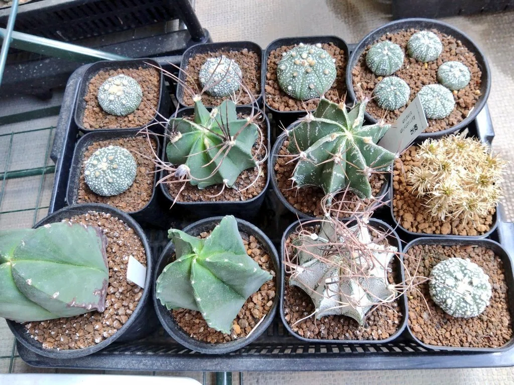 5 月のサボテン植え替え予定 (2025/05/13)｜文守 萌樹