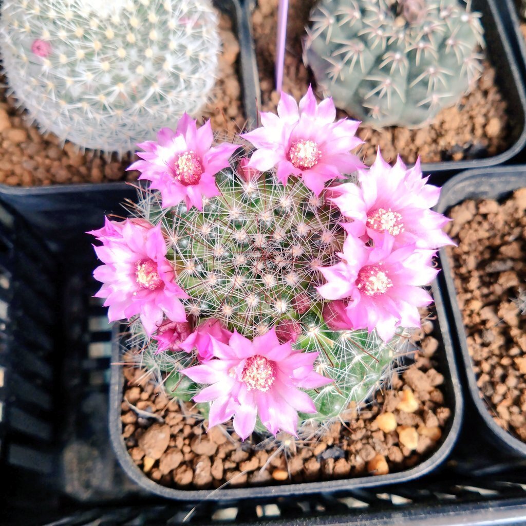 5 月のサボテン植え替え予定 (2025/05/13)｜文守 萌樹