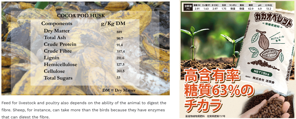 カカオ苗2025年5月植付け2ポット カカオ苗2025年5月植付け2ポット