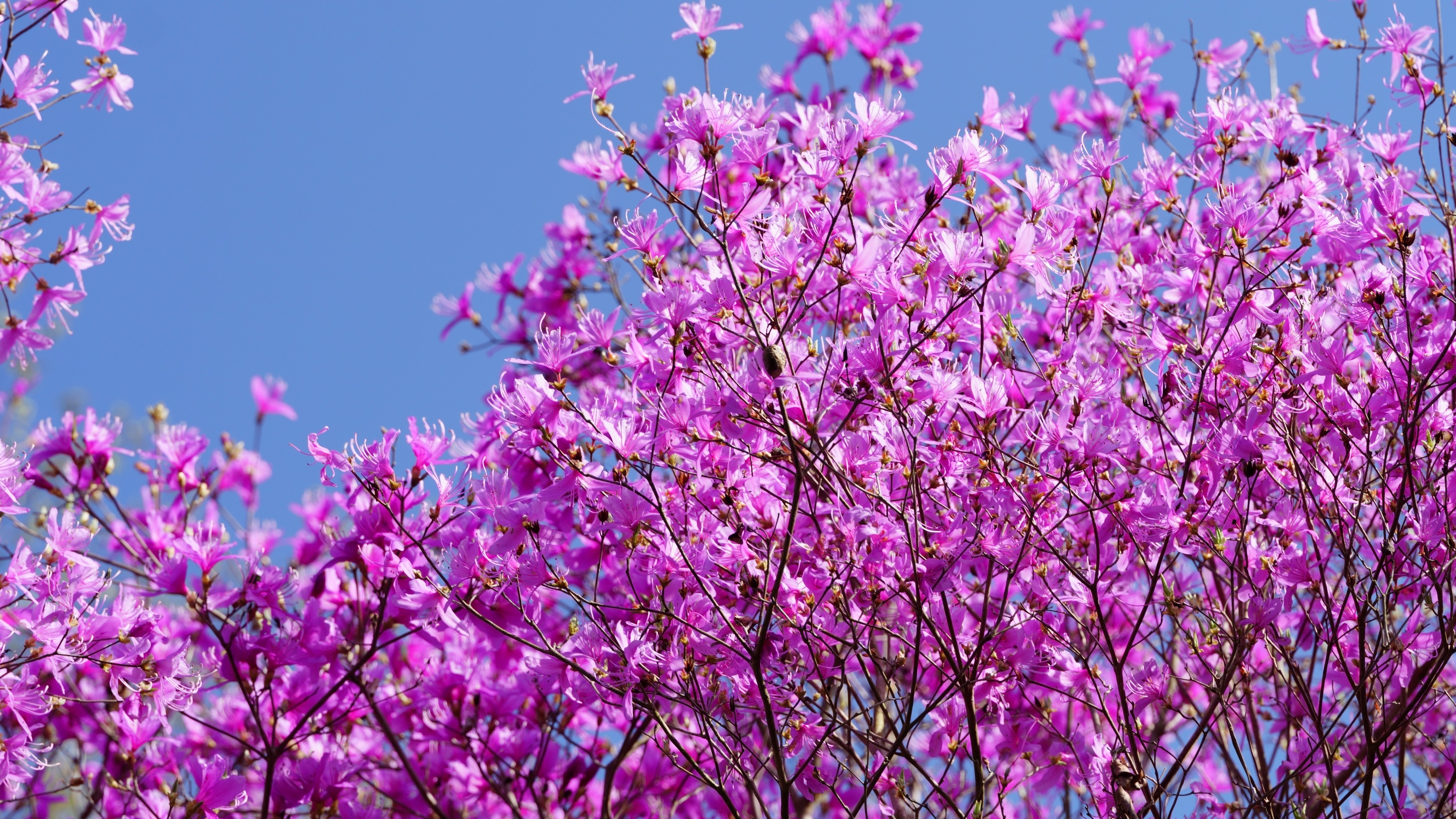 唯一。。特大の天然ミツバツツジ。 面ノ木園地のミツバツツジ - 設楽町 - | キラッと奥三河観光ナビ