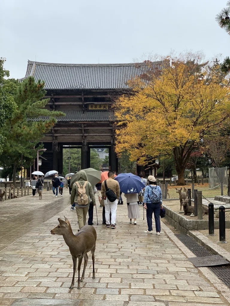 奈良の大仏さまで知られる「東大寺」｜秋乃栗子（くりこ）