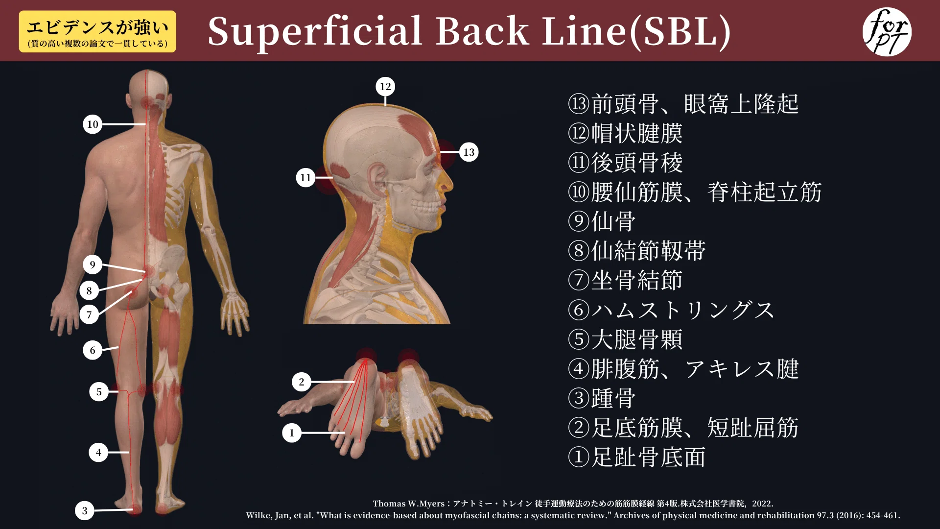 筋膜の機能解剖学と臨床応用【サブスク】|理学療法士による臨床のため 筋膜の機能解剖学と臨床応用【サブスク】|理学療法士による臨床のため