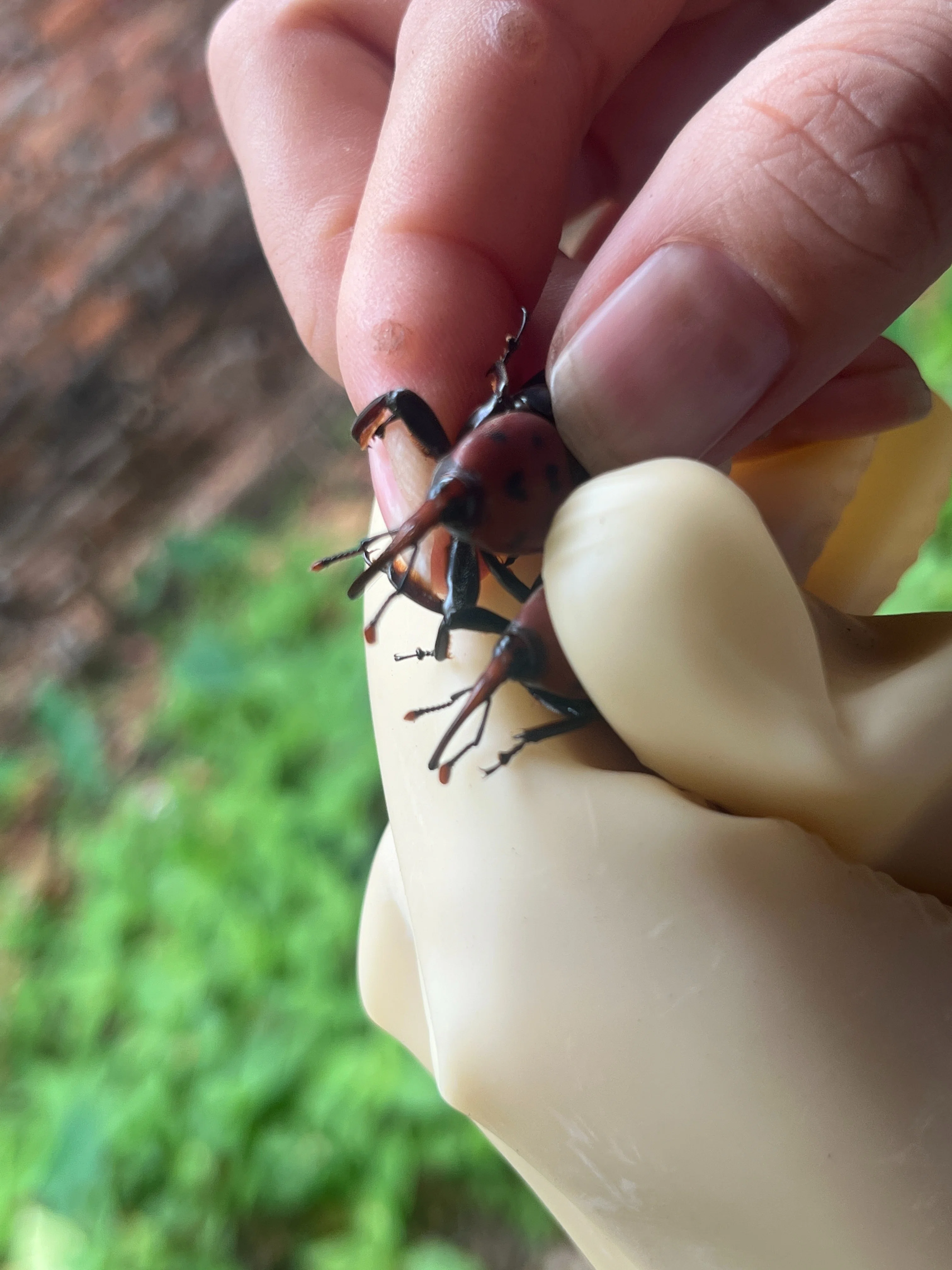 はじめまして】ラオスの街で、食用昆虫と暮らしを学びます！｜(認定