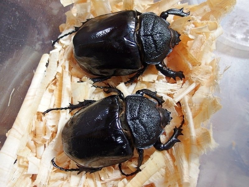マルスゾウカブト(飼育) マルスゾウカブト(M,mars) 飼育開始 : GOKUSAISHIKI(サブ)