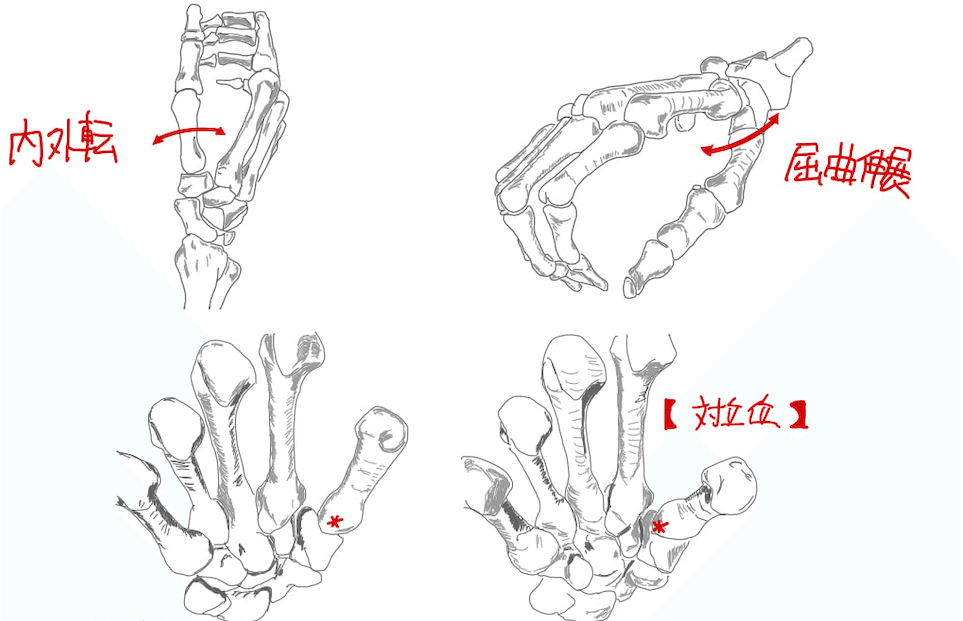親指はどこから来たのか？―生きる力としての母指CM関節―｜むらひと