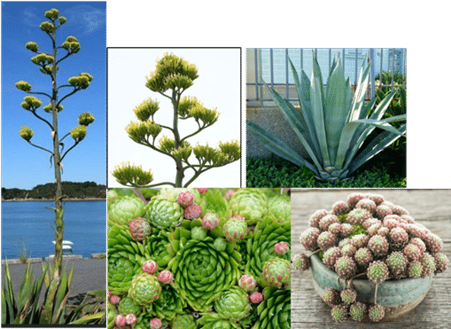 100年に1度咲く花、、、（Agave americana）　　苗木 100年に1度咲く花、、、（Agave americana）苗木