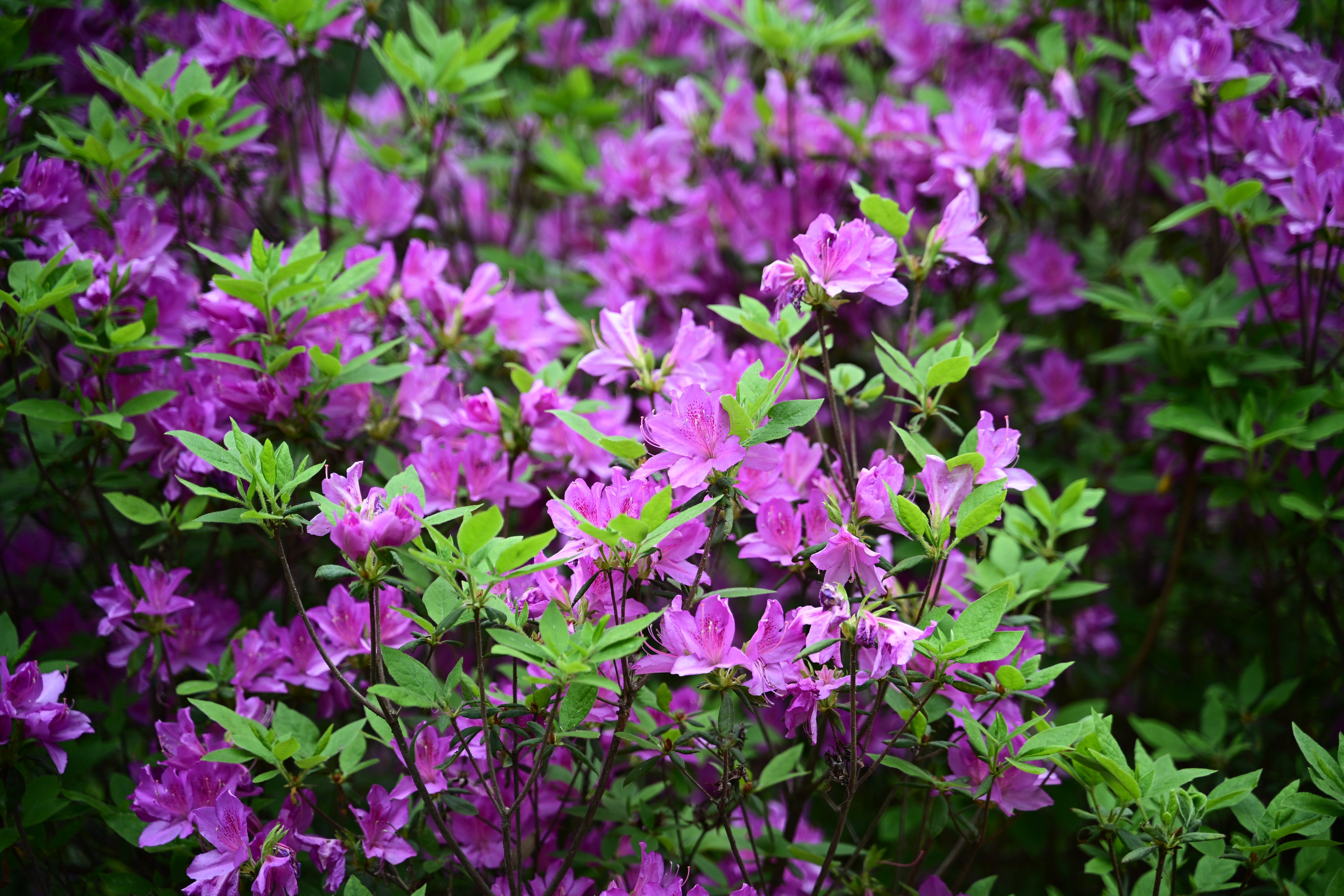 写真まとめ③ ミドルクラスのハイエンド機・星景写真の視点でニコン Z6IIIをレビュー