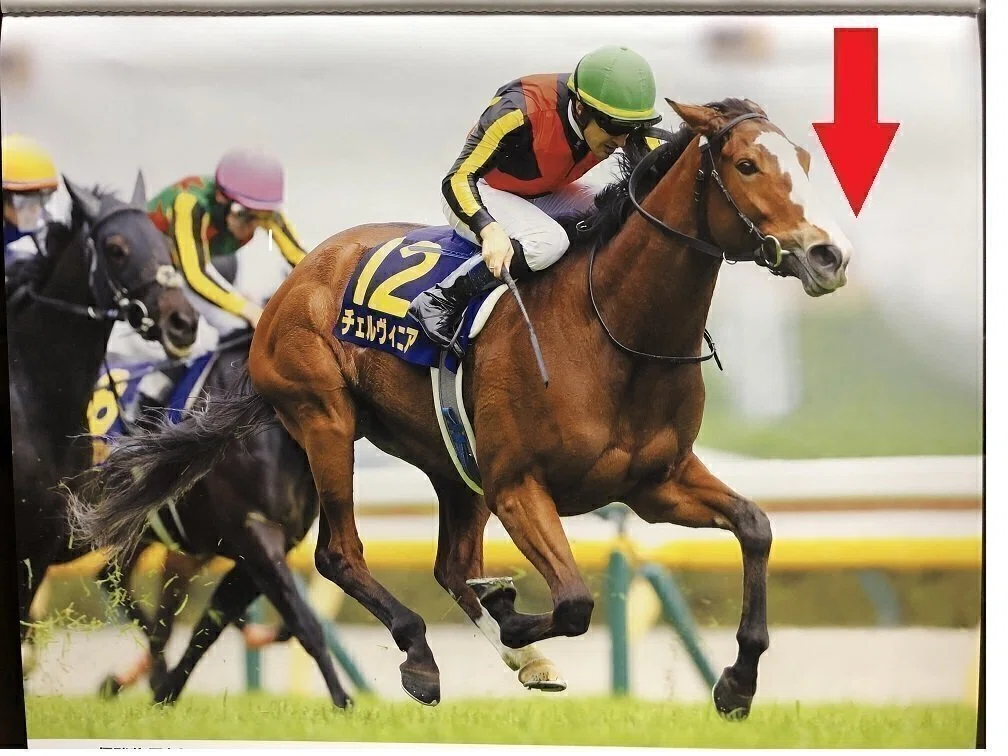 新潟大賞典・鞍馬ステークス2025 サイン馬券】JRAカレンダー5月に現れ