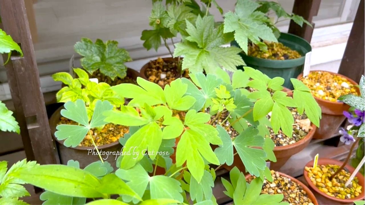 雨の似合う山野草と挿木薔薇デビュー｜Cat rose 「ガーデニングブログ