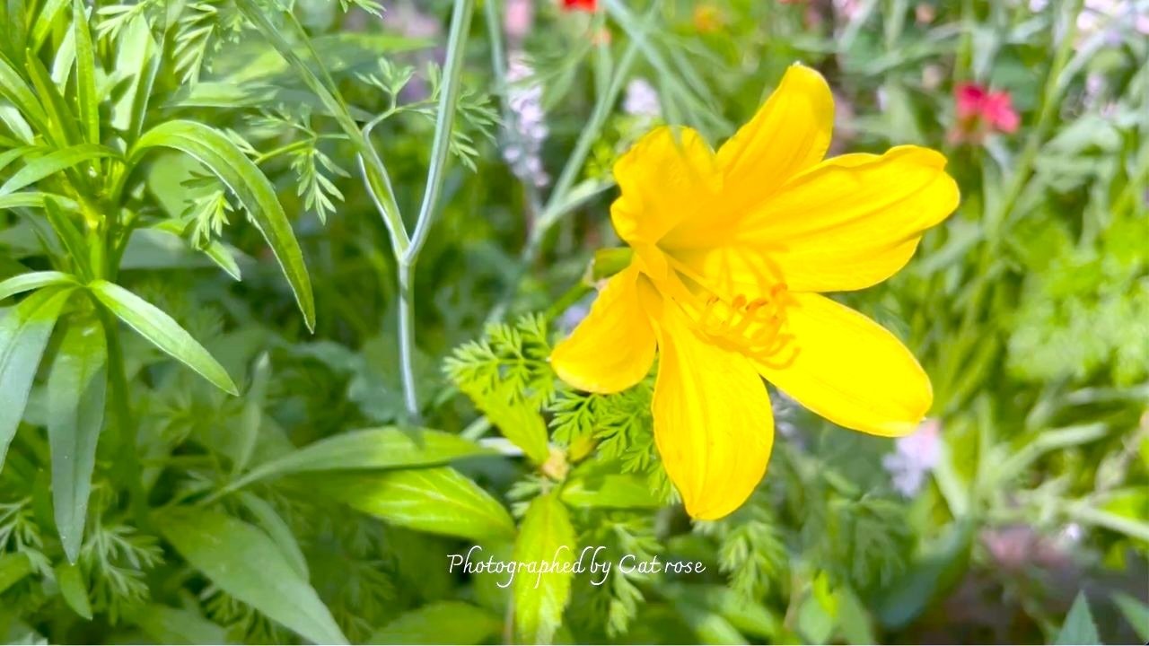 雨の似合う山野草と挿木薔薇デビュー｜Cat rose 「ガーデニングブログ