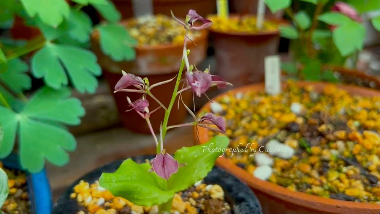 雨の似合う山野草と挿木薔薇デビュー｜Cat rose 「ガーデニングブログ