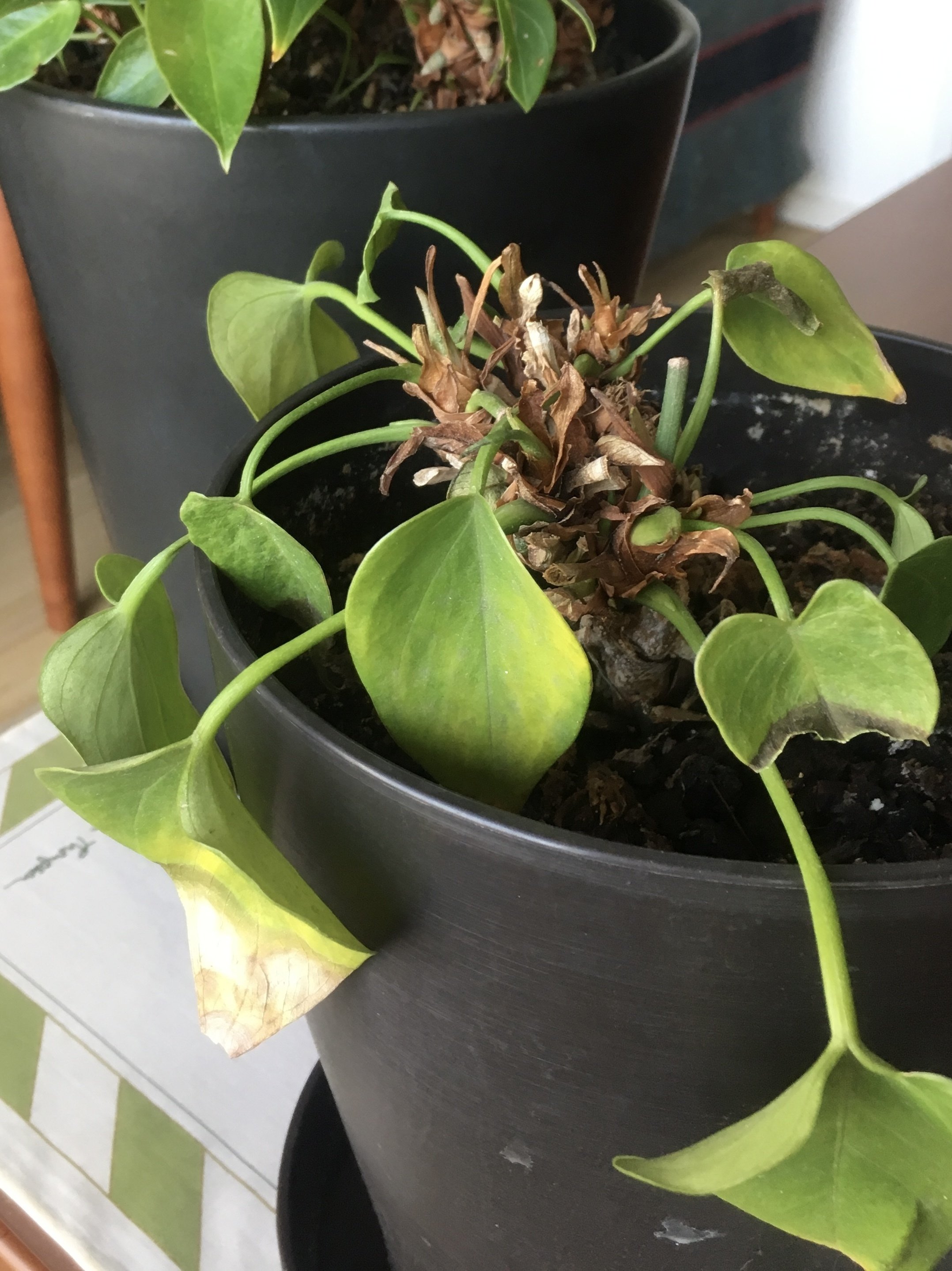 Y*e様 【ラスト小葉/安心の発根済株/鉢込/新芽3か所程度】 斑入り パンダガ オオガハスの開花について 6/8 | 千葉公園 芝庭 公式サイト