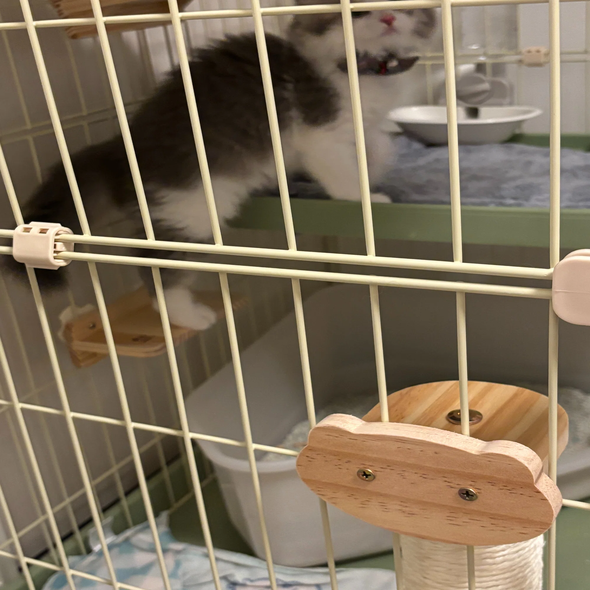 猫のケージ使い方＆選び方｜ちゃんとしたケージを用意しておいて 