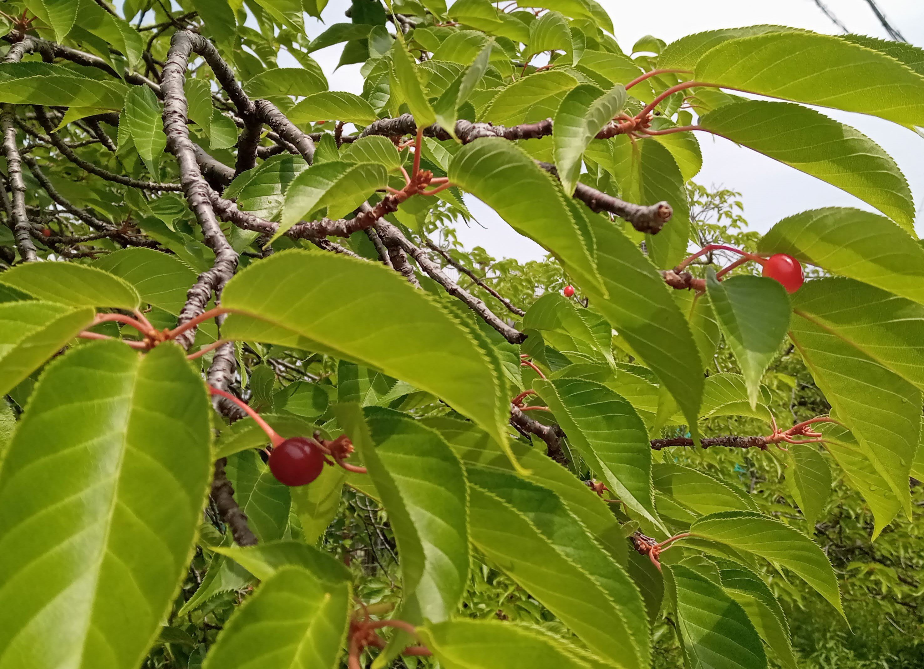 桜の木の今｜かぼたま