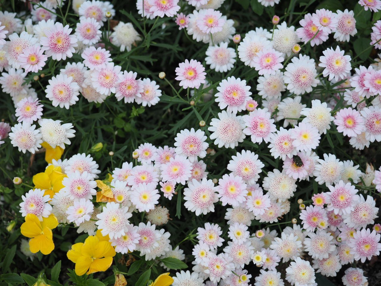 虫嫌いを克服させる千本ノック 208本目 コアオハナムグリ（小青花潜