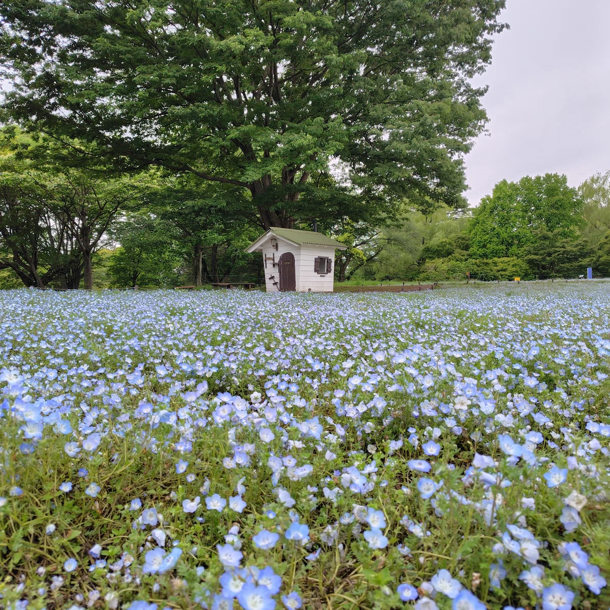 国営昭和記念公園（by.立川市）｜平成元年ママ続き（平成元年ママ）