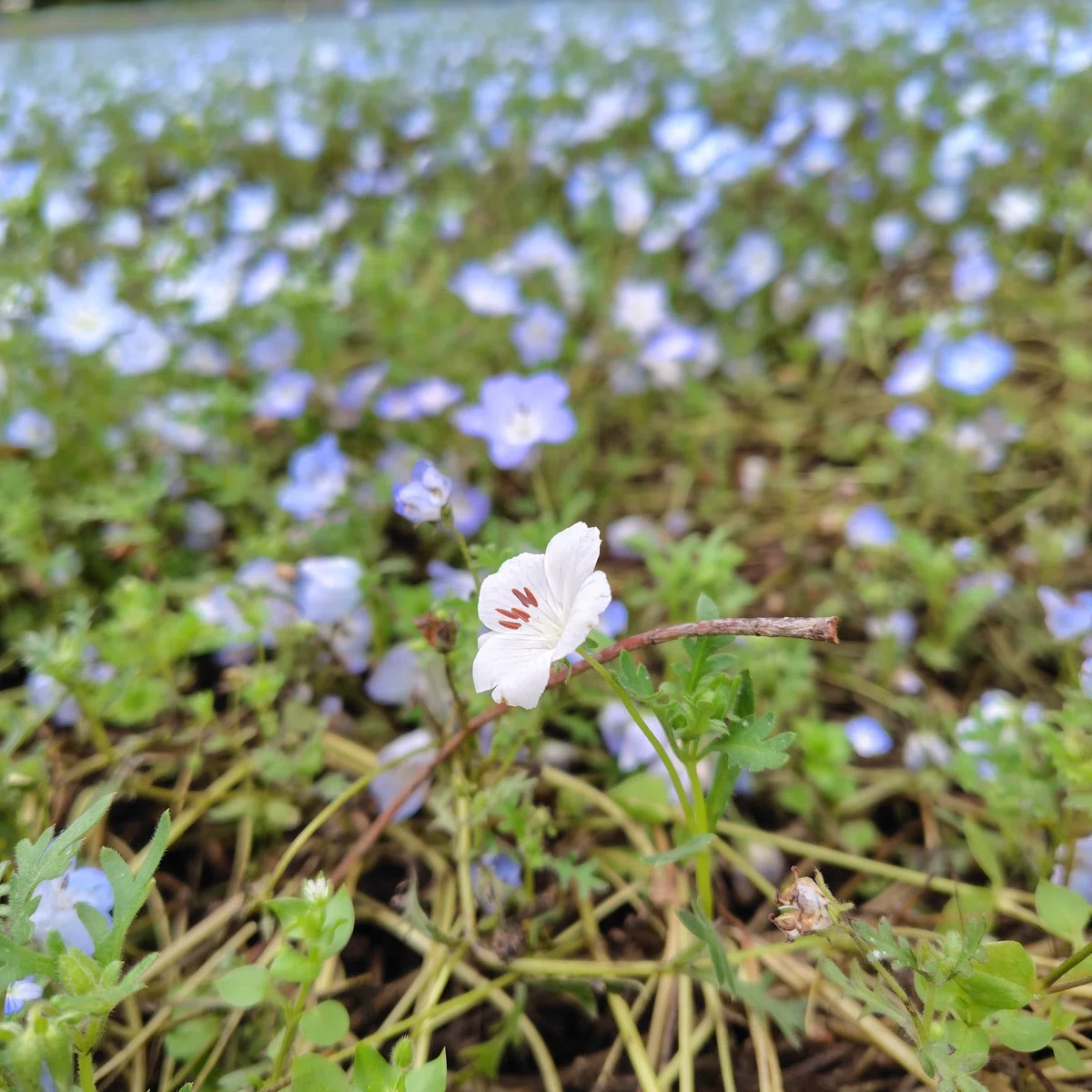 国営昭和記念公園（by.立川市）｜平成元年ママ続き（平成元年ママ）