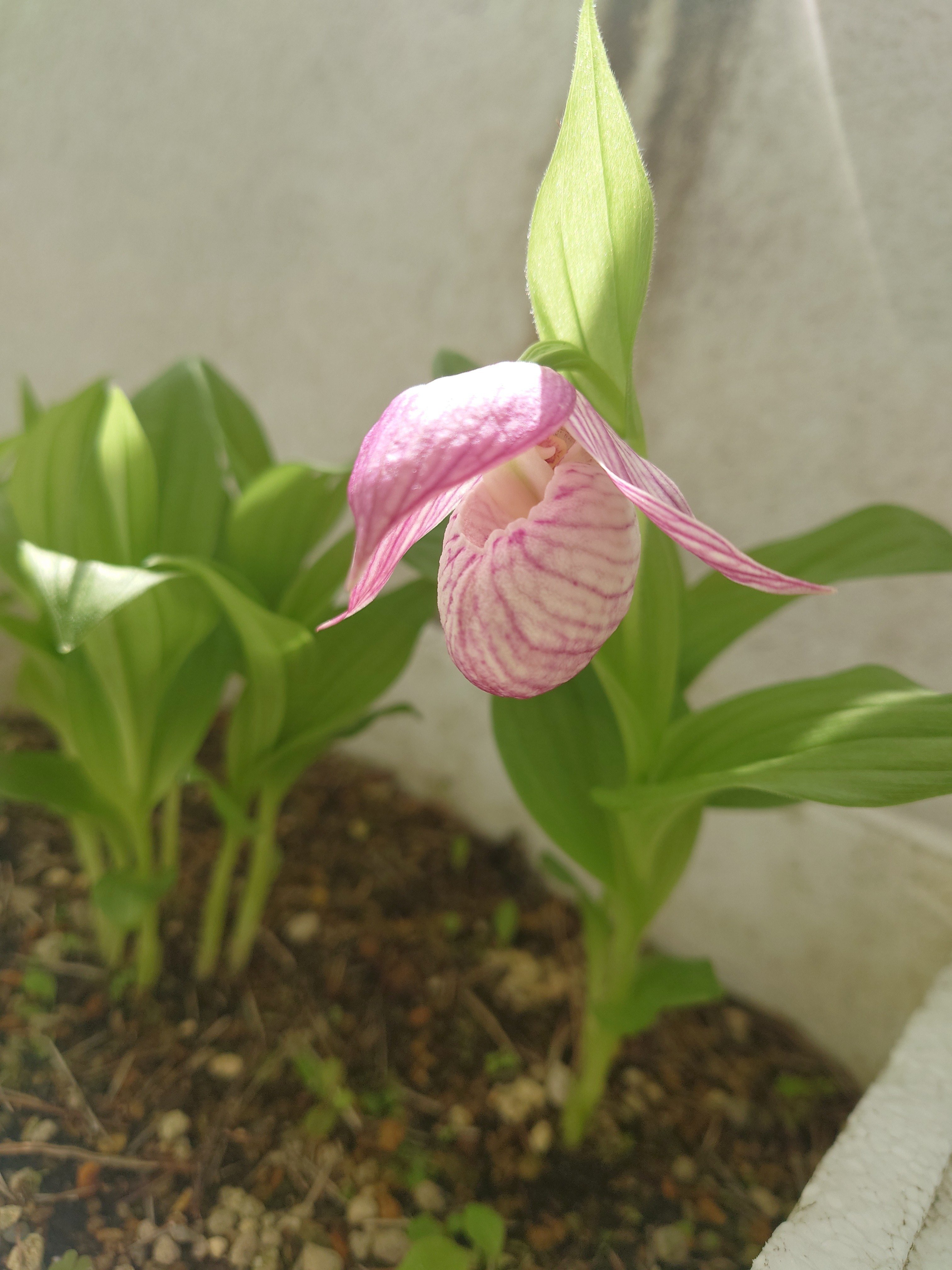 地域創造学】アツモリ同好会報告「咲きました(ﾟ∀ﾟ)」｜岩手県立住田