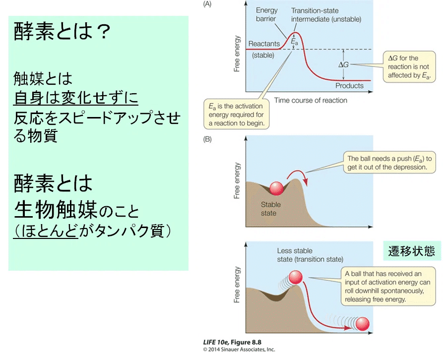 2025教養生物学1 第5週第2限 酵素、代謝｜NakahoriKiyoshi