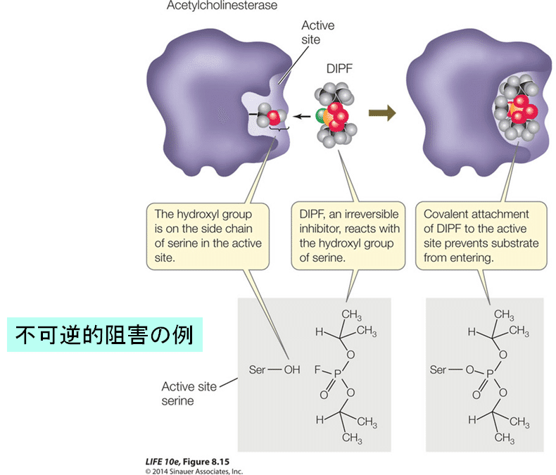 2025教養生物学1 第5週第2限 酵素、代謝｜NakahoriKiyoshi