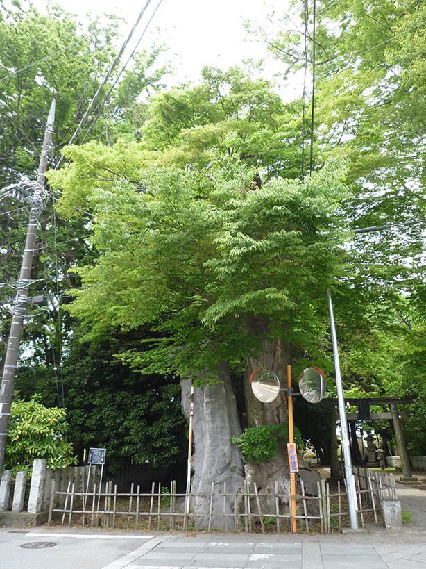 【稀少レア１点物】巨木★巨大樹木★自然派ナチュラル系、生け花【関東圏内送料無料】 稀少レア1点物】巨木☆巨大樹木☆自然派ナチュラル系、生け花【関東
