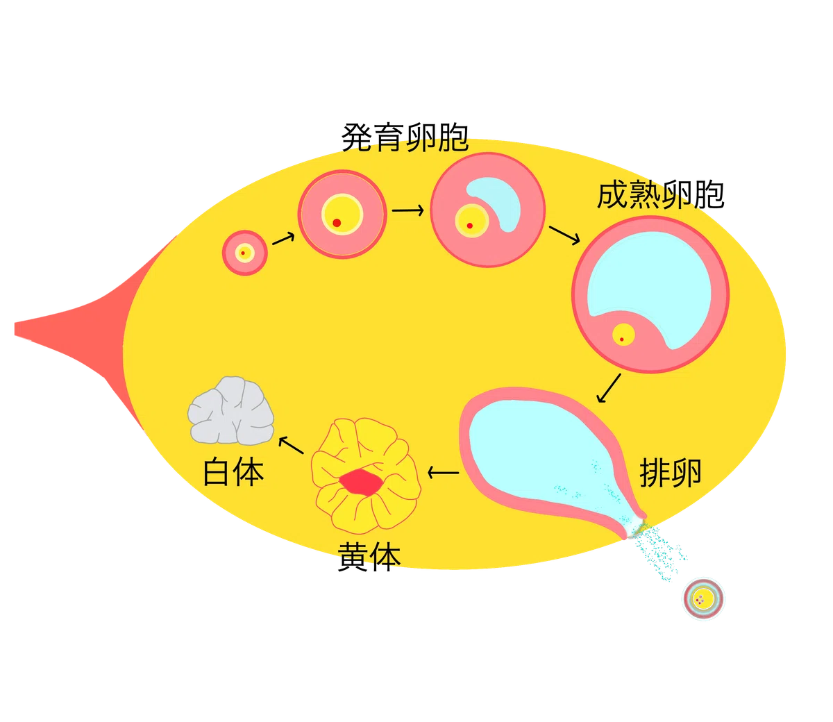 卵胞チェック(卵胞発育モニタリング)って何を見てるの?──不妊治療に欠かせない“ナビゲーション”の役割|YouTubeレディースクリニックnote版