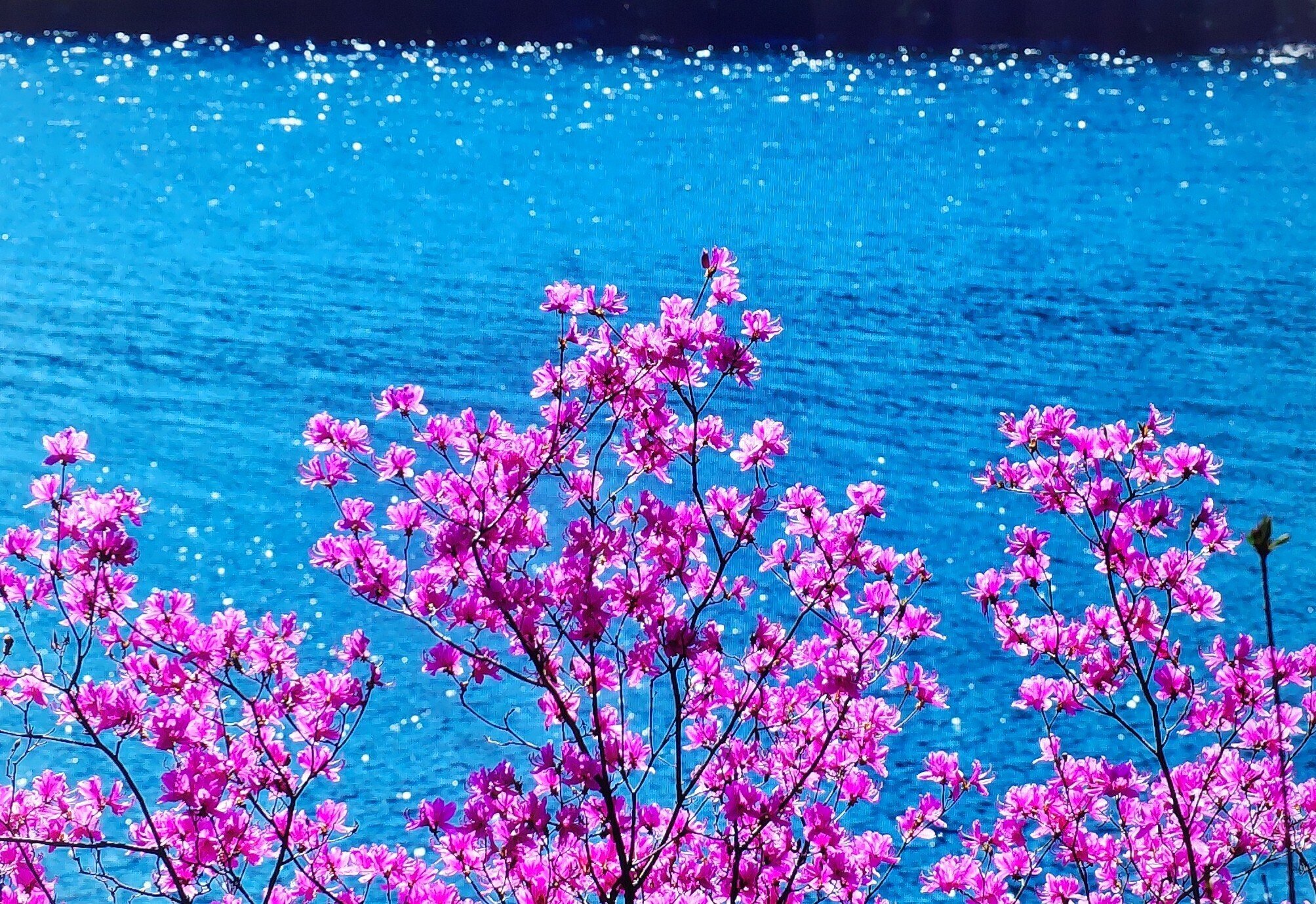 中禅寺湖畔 トウゴクミツバツツジ｜奥日光 letter