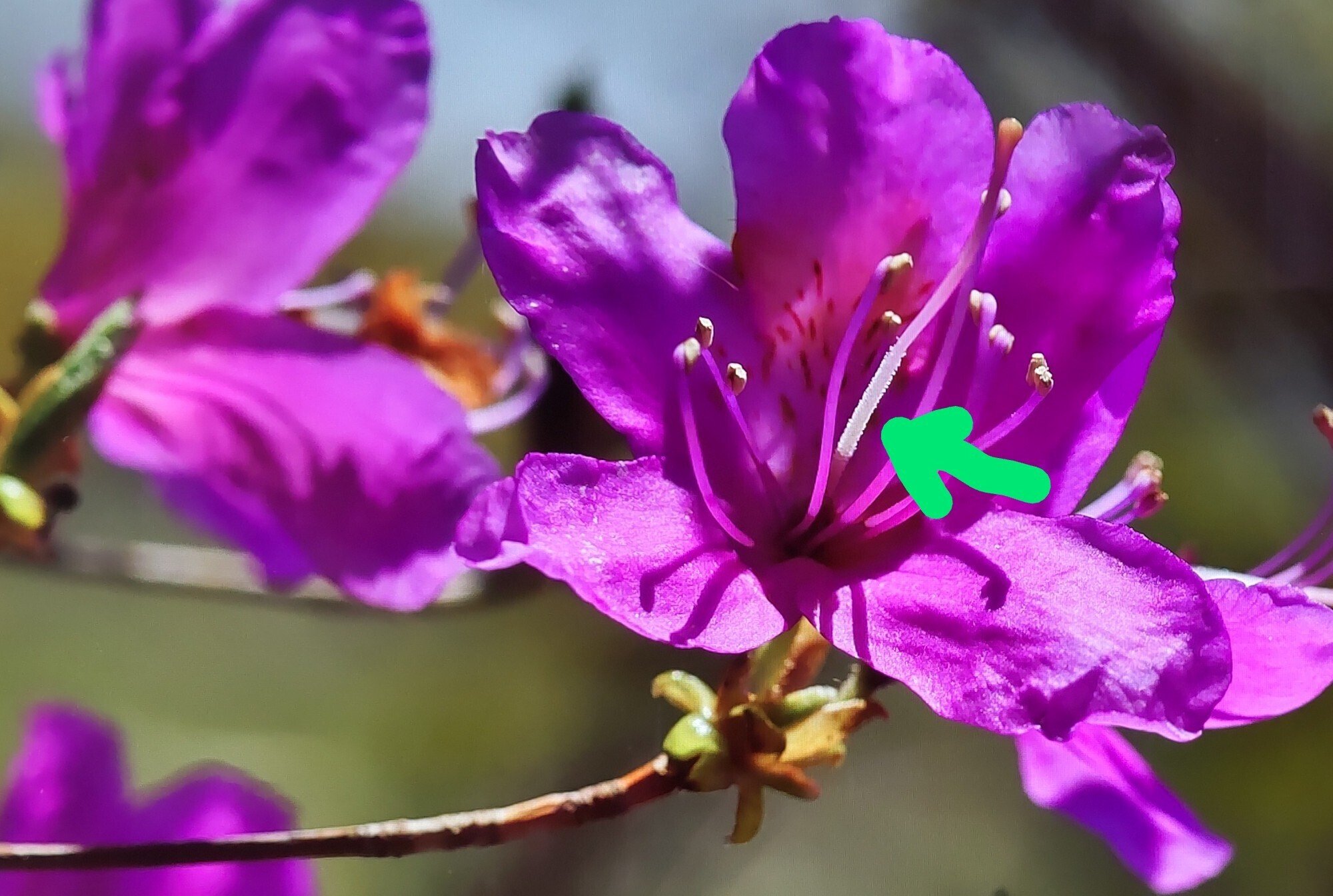 中禅寺湖畔 トウゴクミツバツツジ｜奥日光 letter