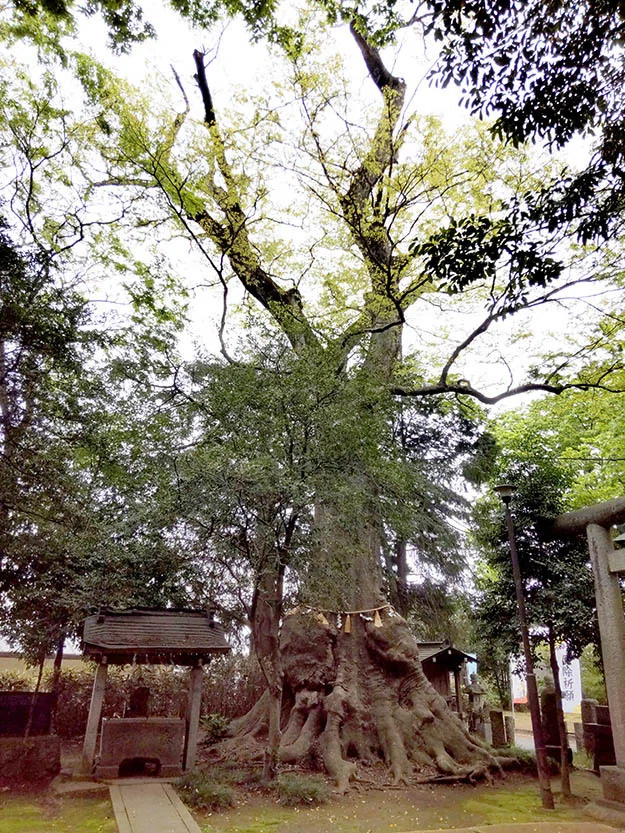 【稀少レア１点物】巨木★巨大樹木★自然派ナチュラル系、生け花【展示品★送料別】 Kohakura こはくらと巨樹巨木⑩～欅・榎・椋｜Motomi 茨城県の巨木 欅
