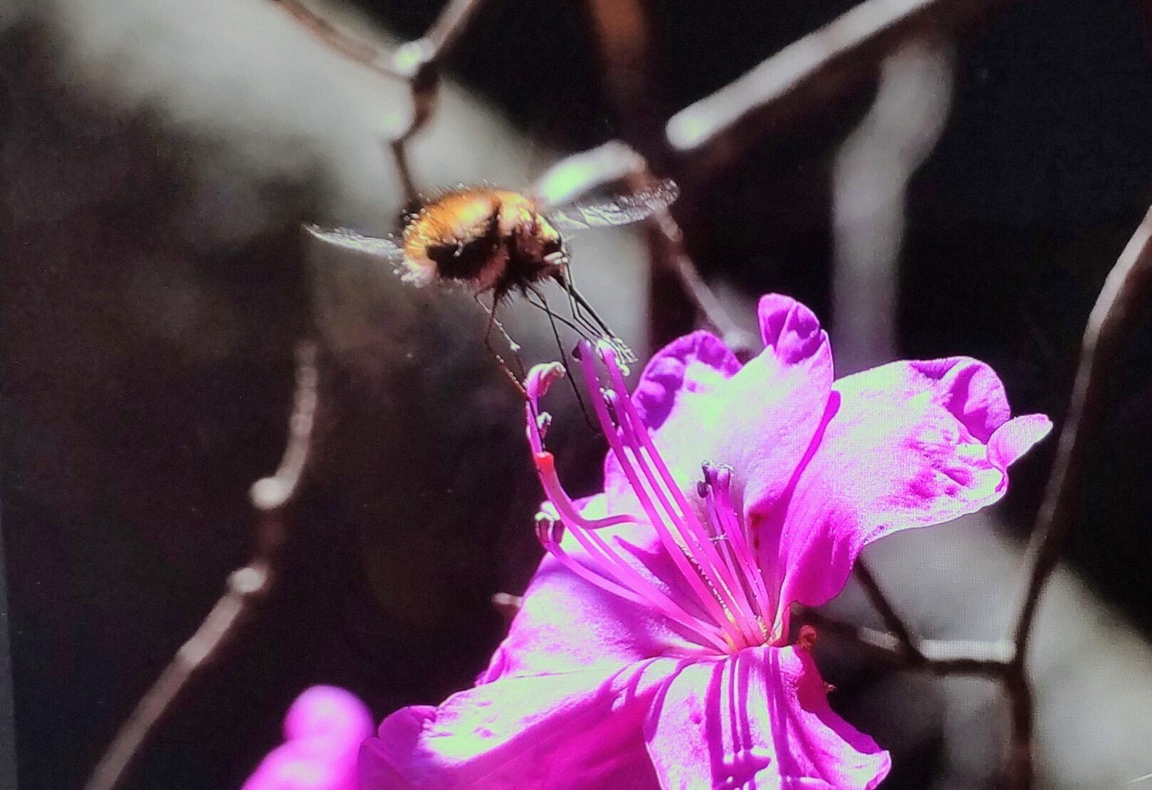 トウゴクミツバツツジ/大株【現品発送】管理70804 トウゴクミツバツツジ/大株管理70136