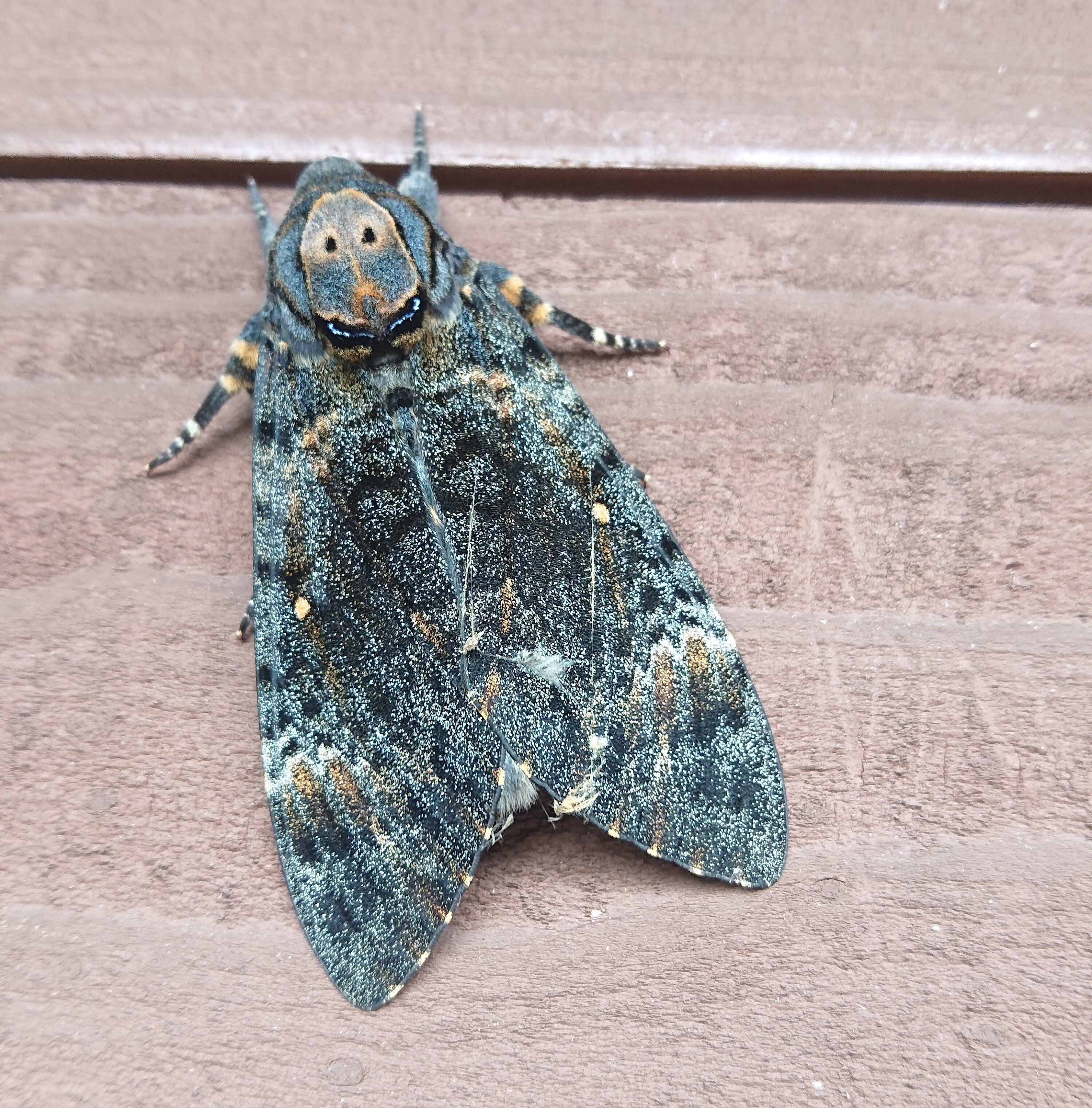 養蜂】蛾と回文:クロメンガタスズメ｜ぱぴりお(虫と回文)