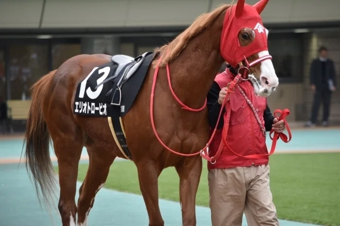 東京競馬場パドックの様子２