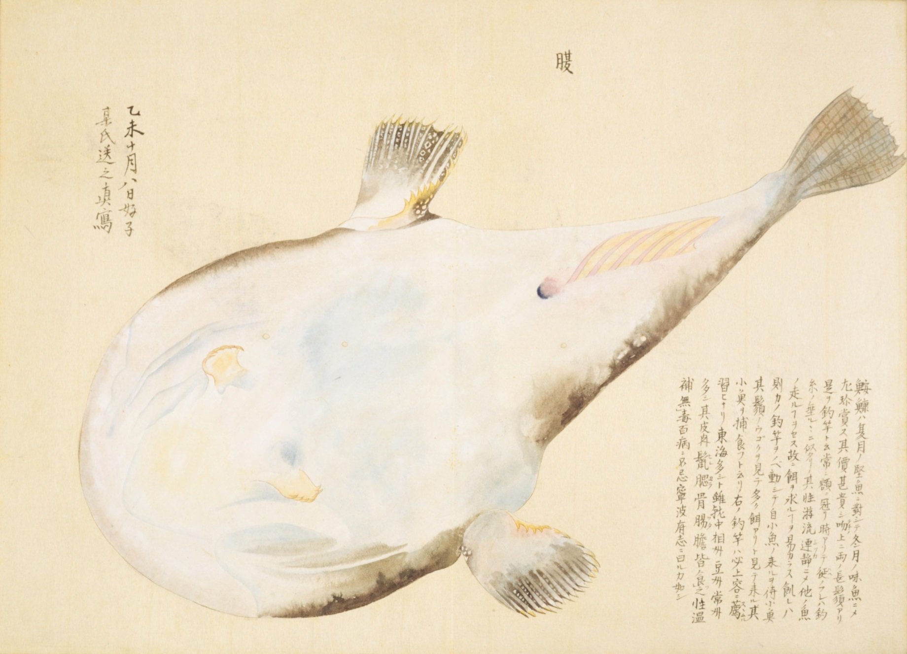 梅園魚品図正】(68) 華臍魚（あんこう）｜mominaina