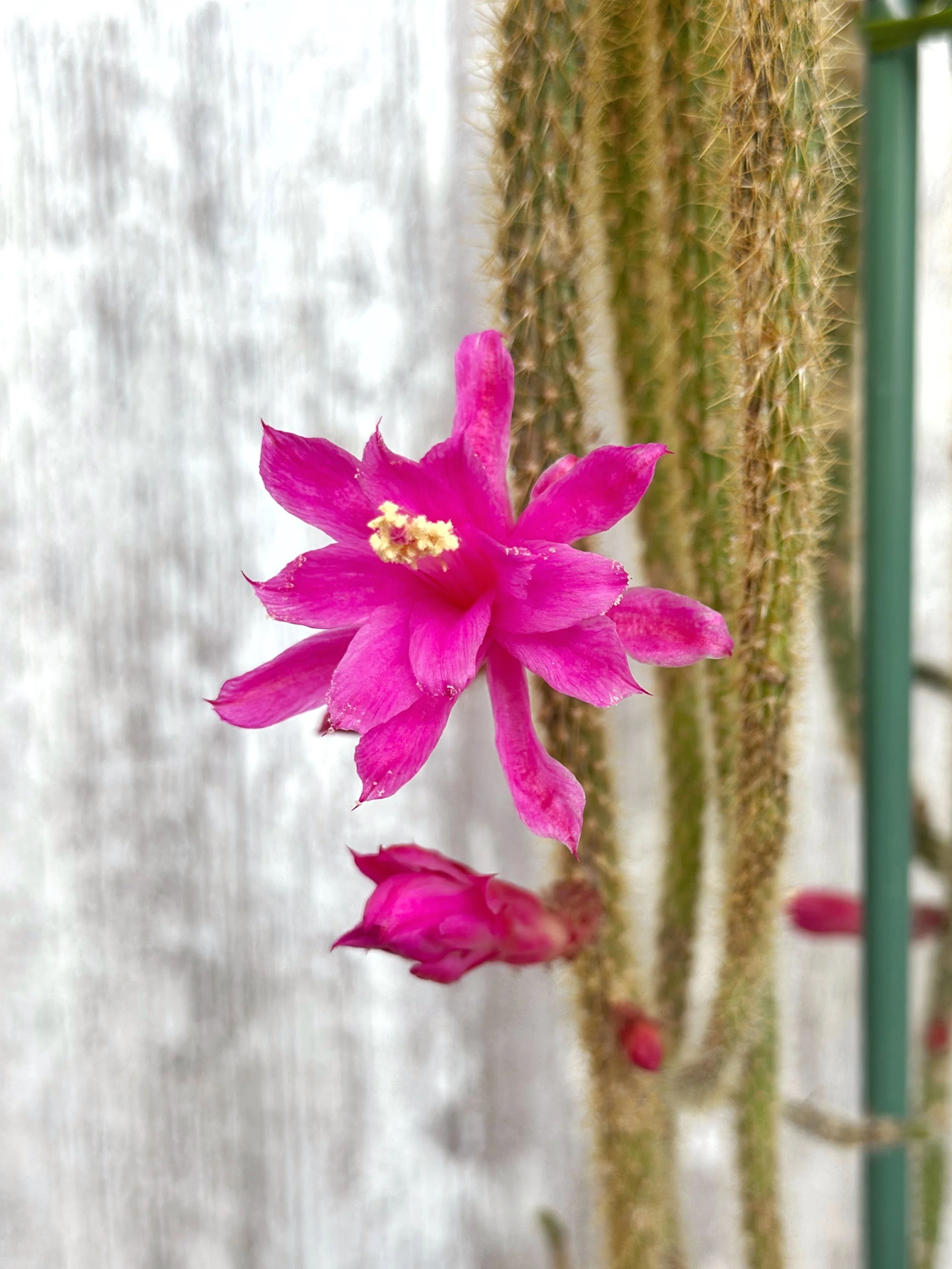 紐サボテン、金紐が咲いています。 Aporocactus flagelliformis｜暇人