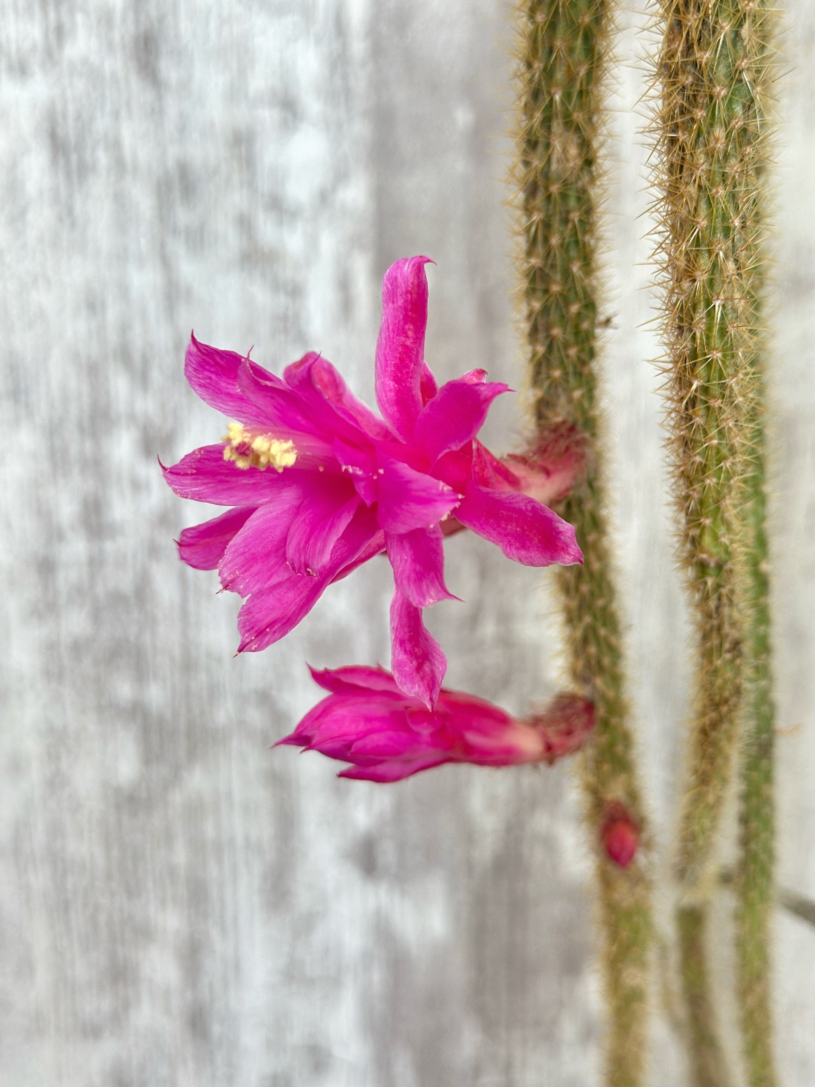 紐サボテン、金紐が咲いています。 Aporocactus flagelliformis｜暇人