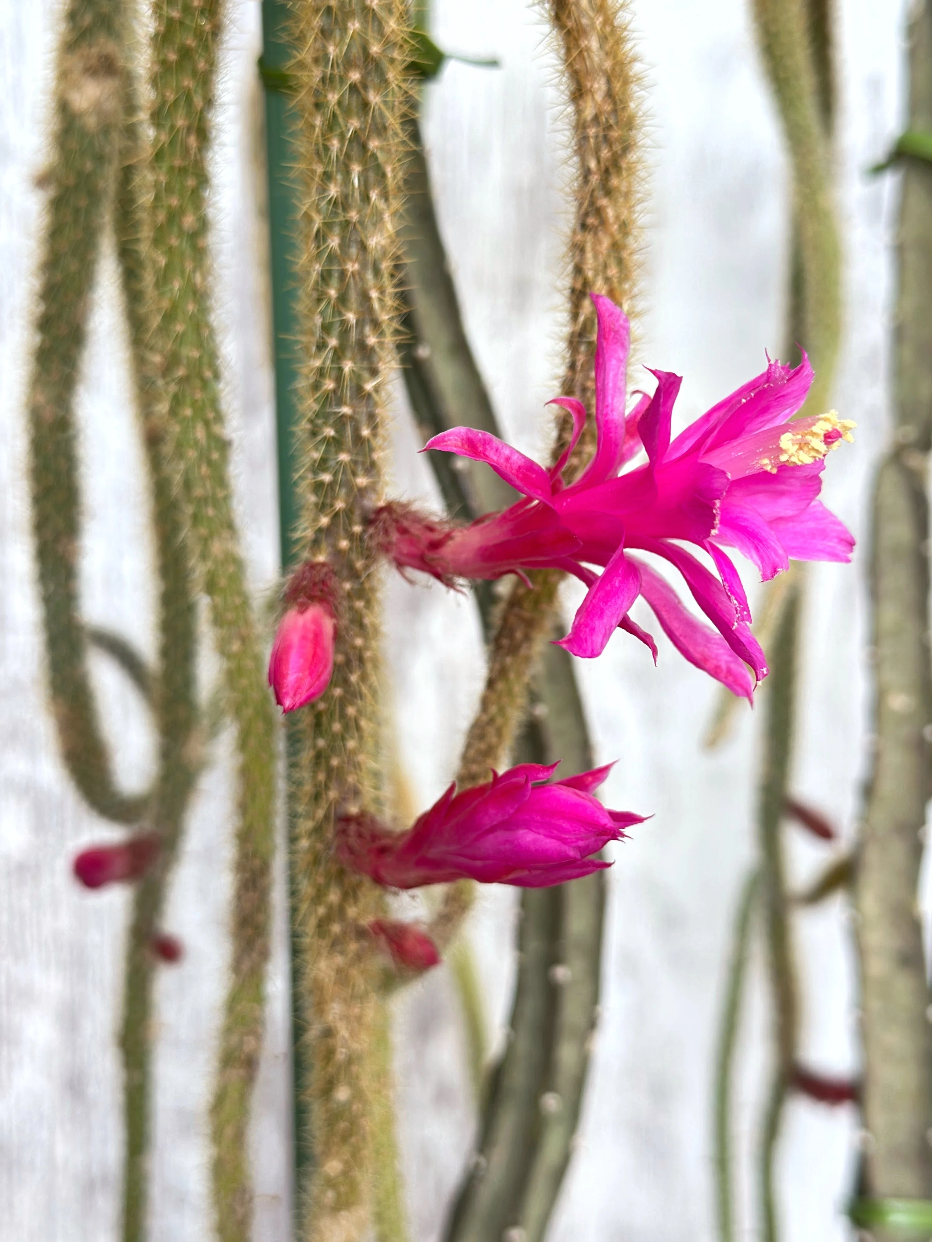 紐サボテン、金紐が咲いています。 Aporocactus flagelliformis｜暇人