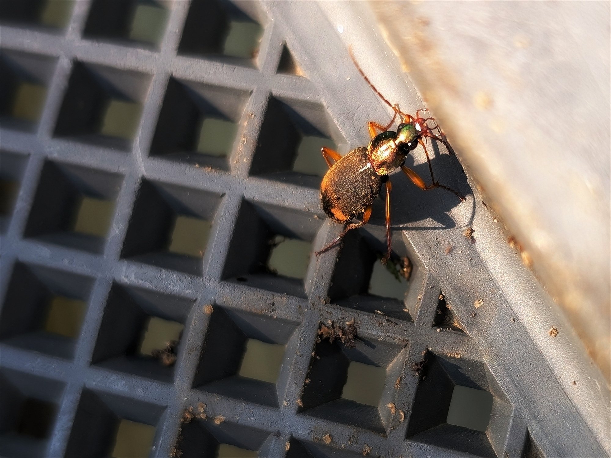 虫を愛でる日々 ミイデラゴミムシ再見｜annon