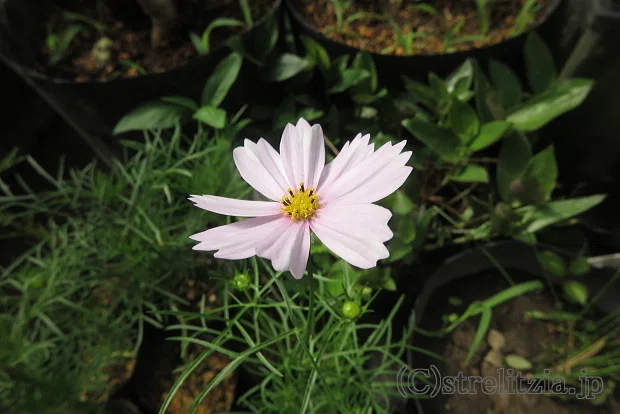 Seasonal Flower: Cosmos｜極楽鳥花植物園