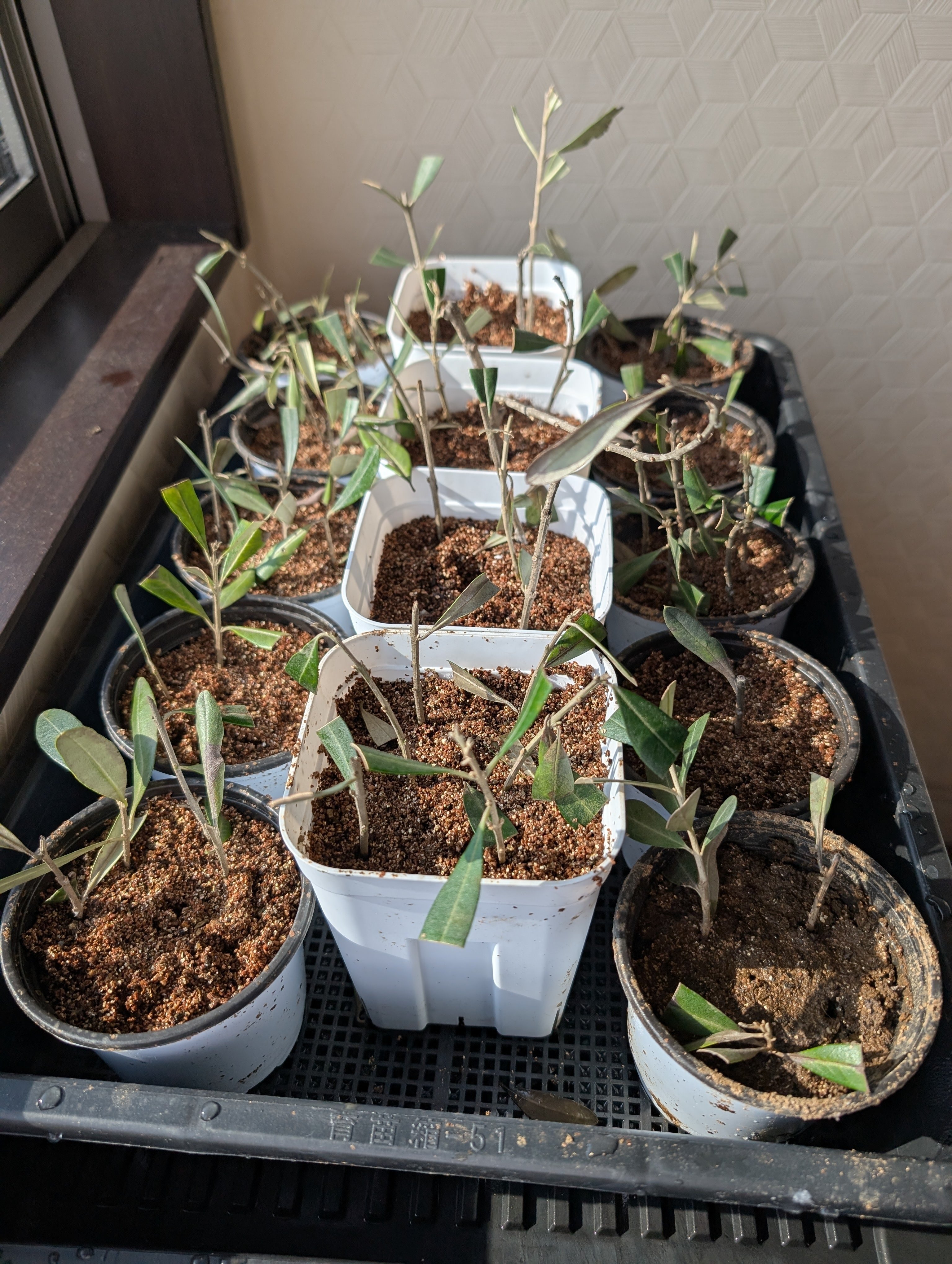 反省忘備録】オリーブ挿し木100本作って失敗したこと