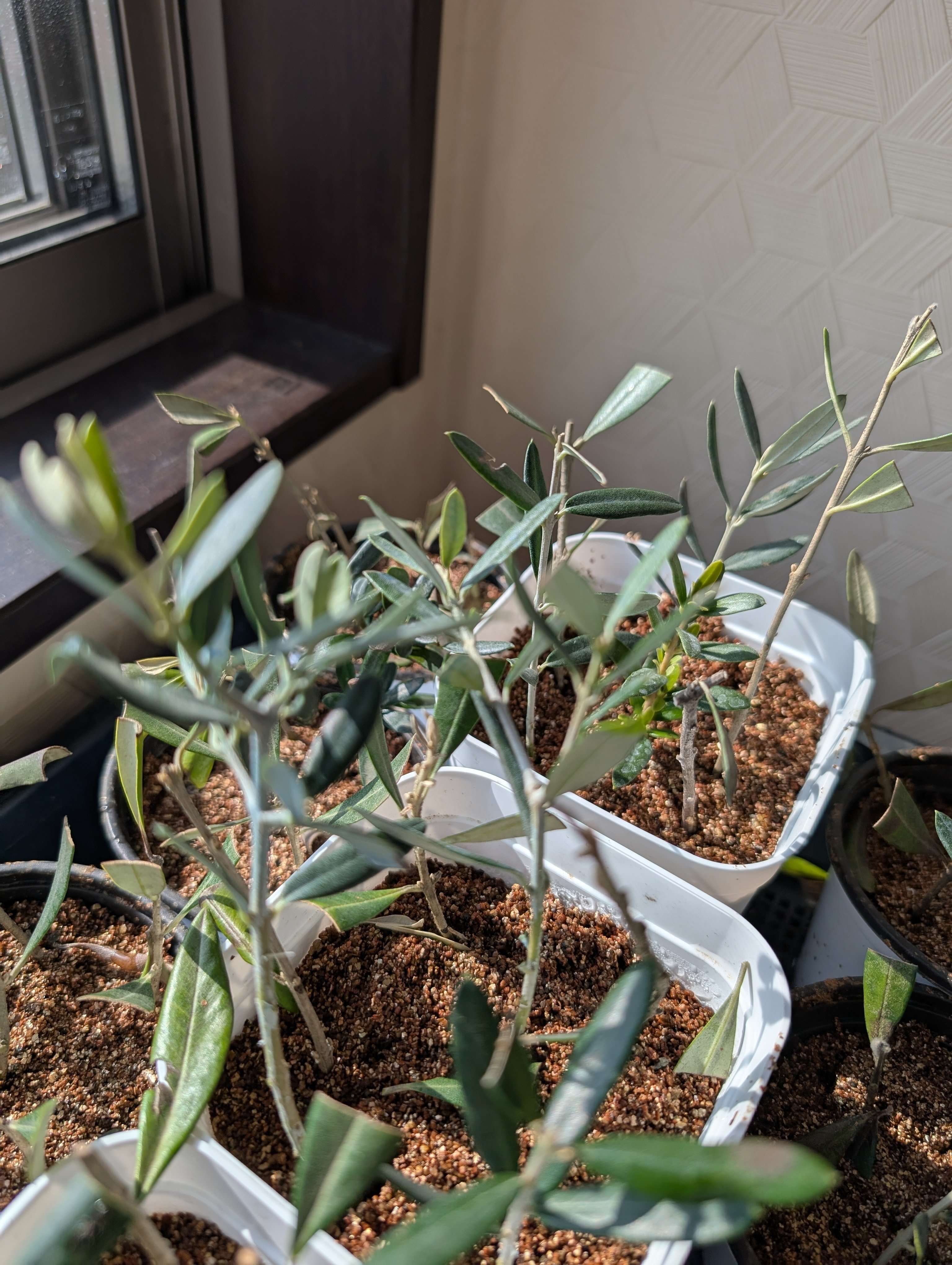 反省忘備録】オリーブ挿し木100本作って失敗したこと｜テレワークで