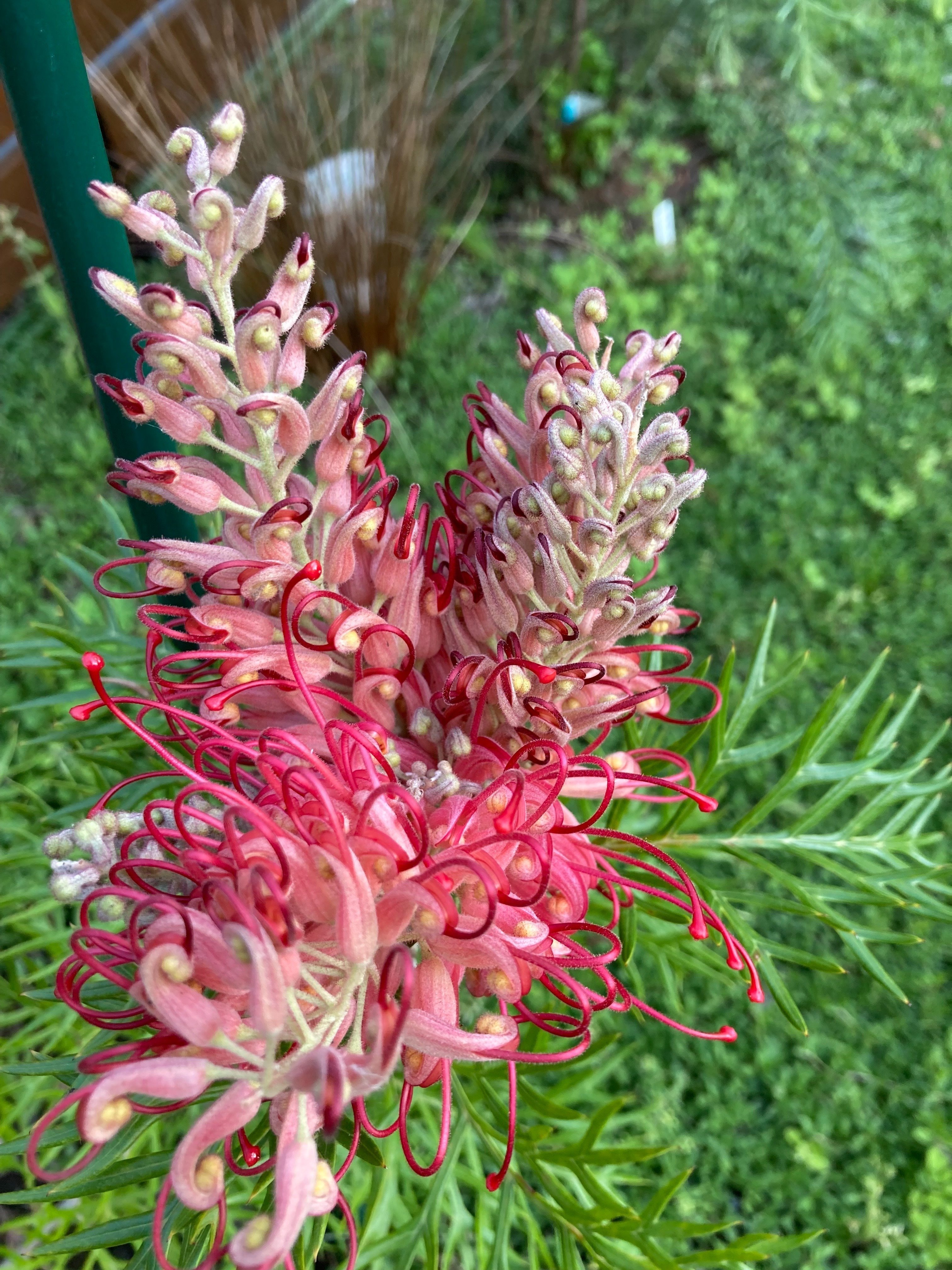 プンゲンス ポプシー 6号ロングスリット鉢 スリット鉢6号ロングタイプ